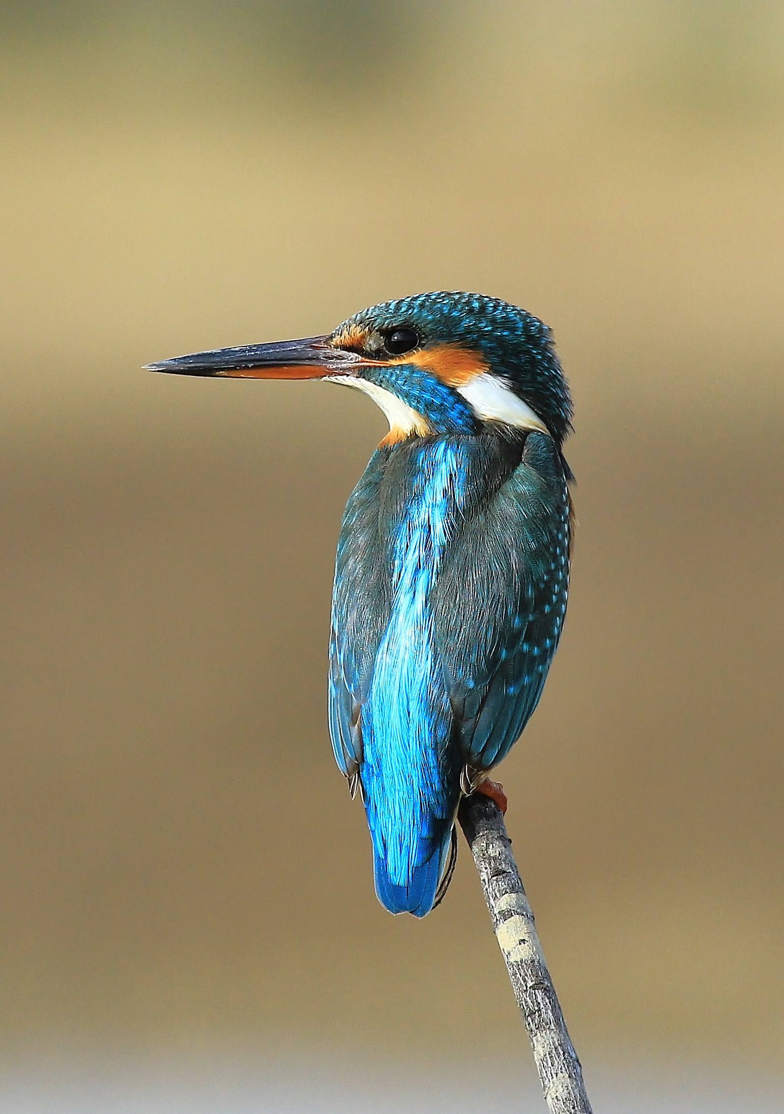 Kingfisher