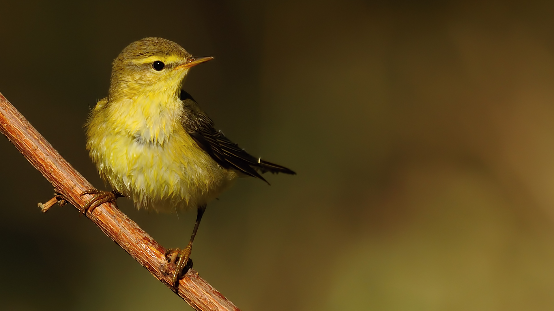 S???tb?lb?l? » Phylloscopus trochilus » Willow w...