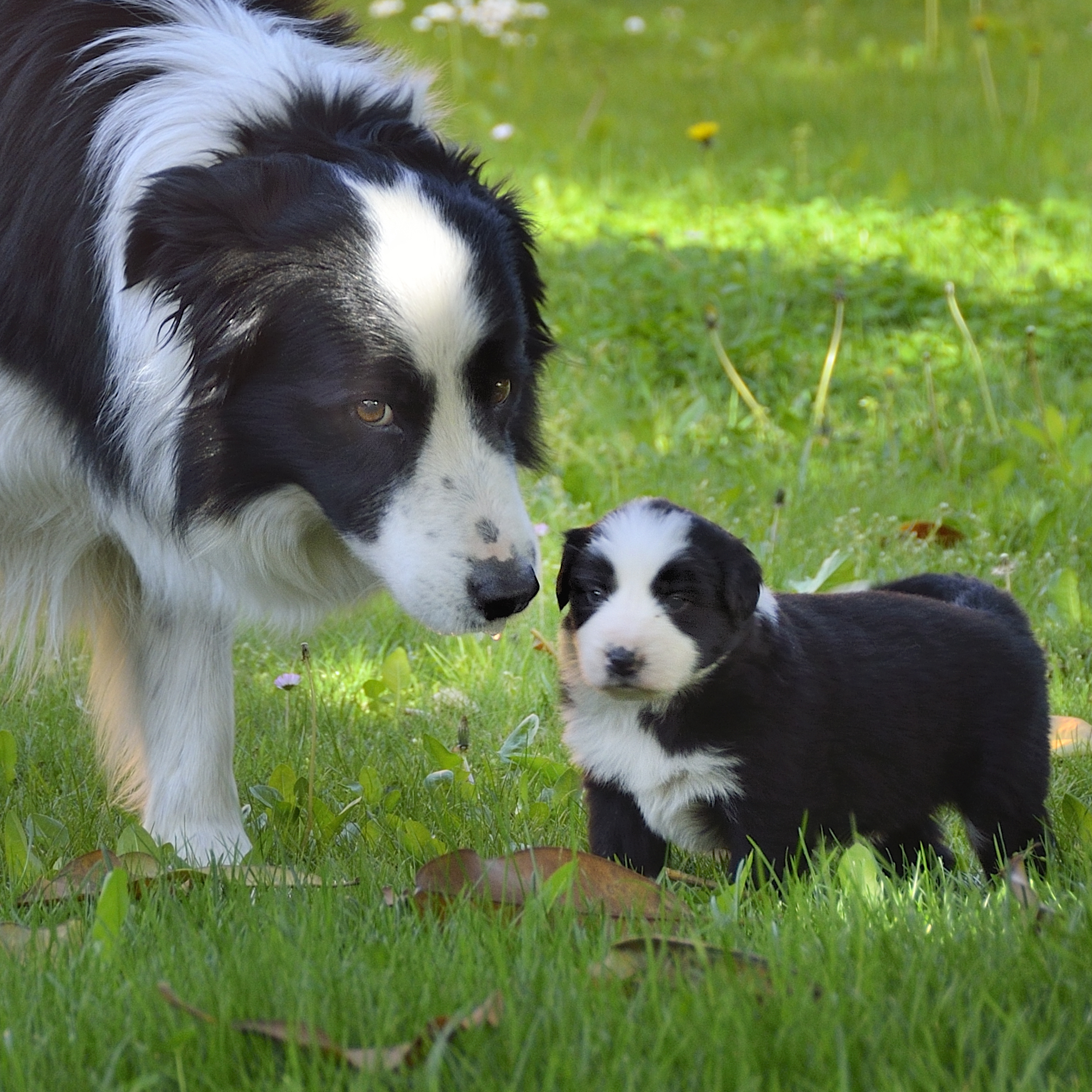 Lucky with her puppy
