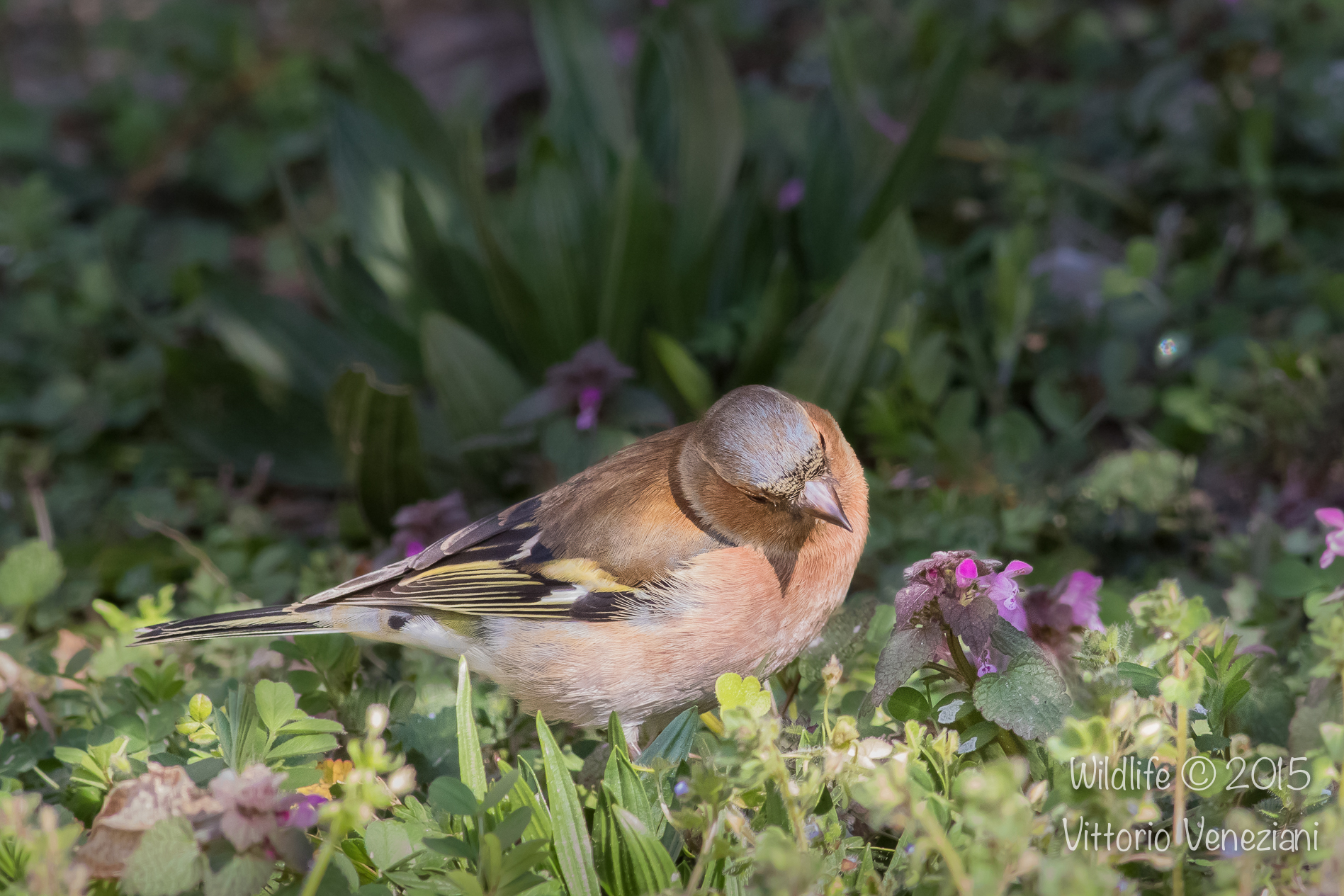 ...ma che bel fiore....