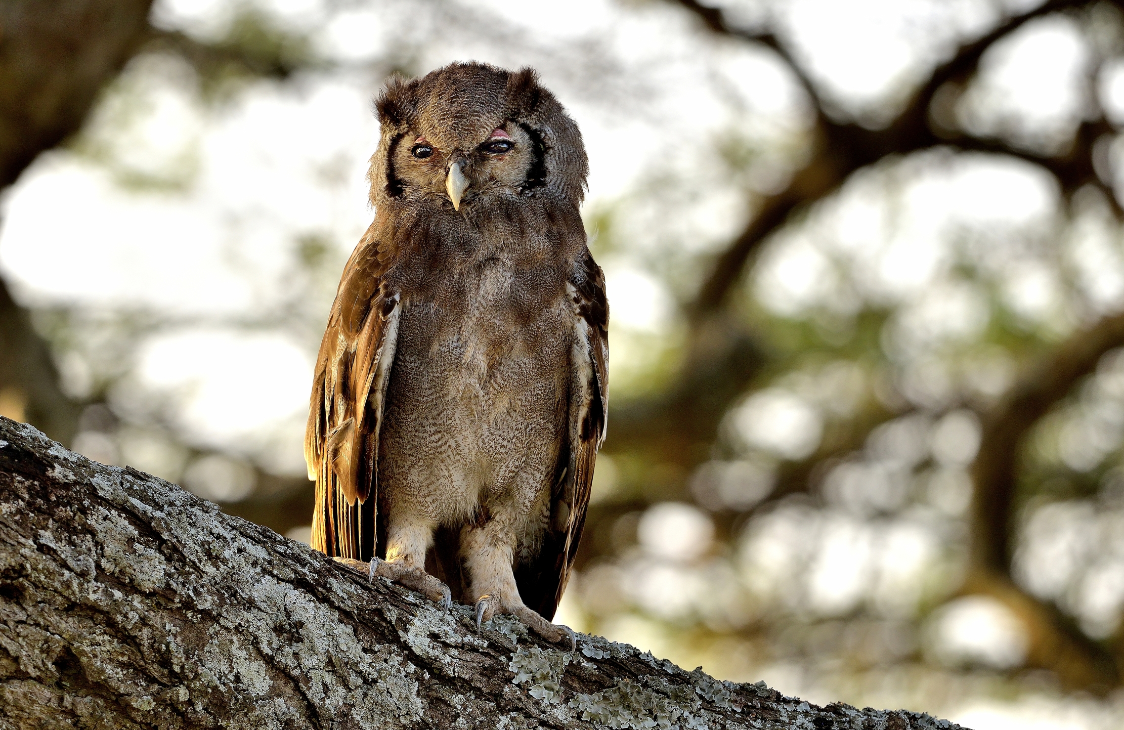 Tanzania 2015 - Gufo di Verreaux
