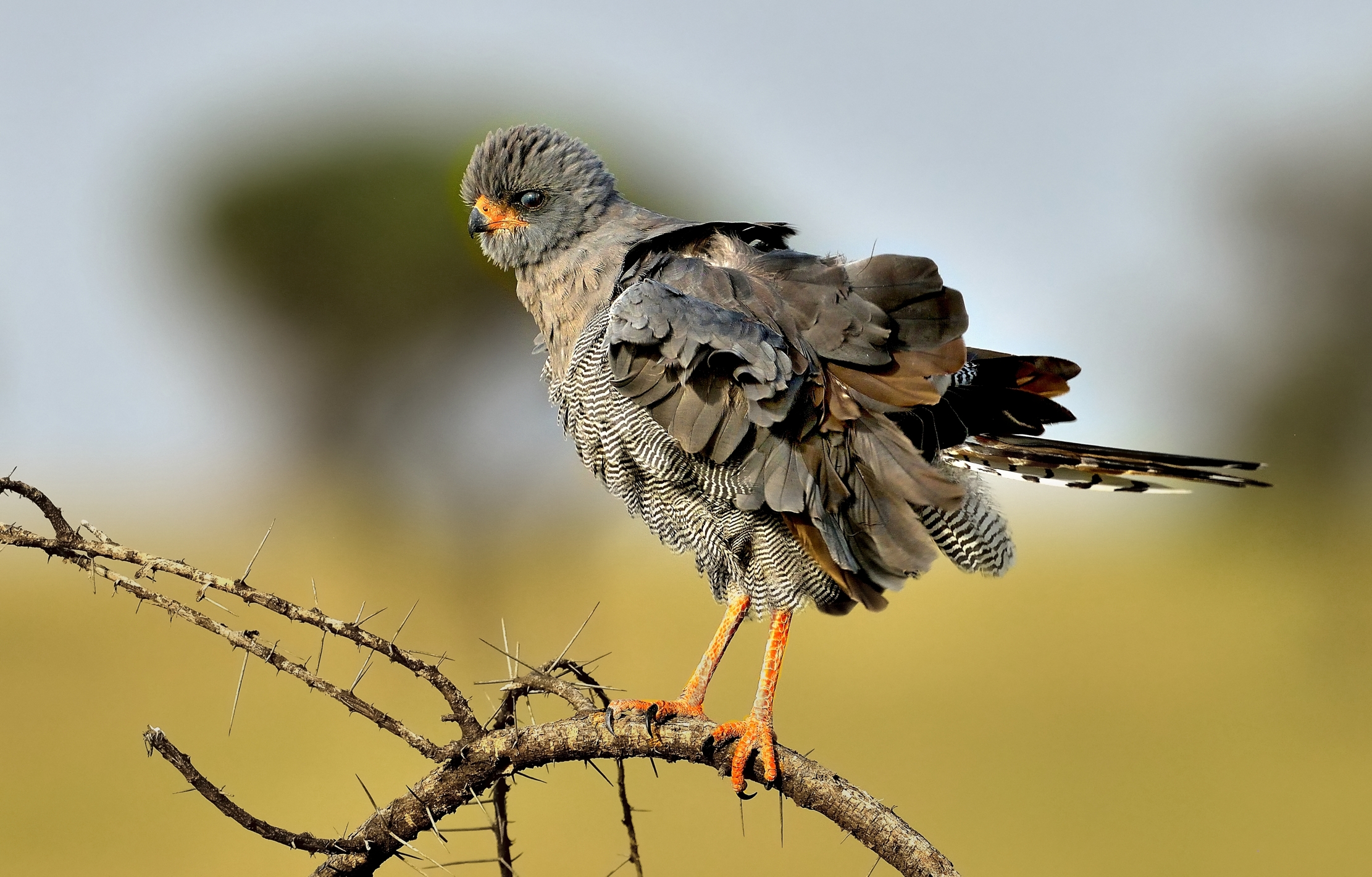 Tanzania 2015 - Astore cantante 2