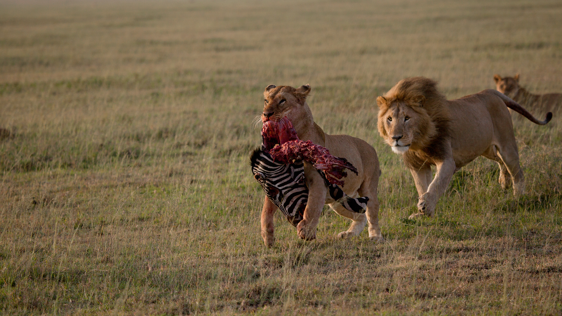 I killed her and I eat it .....