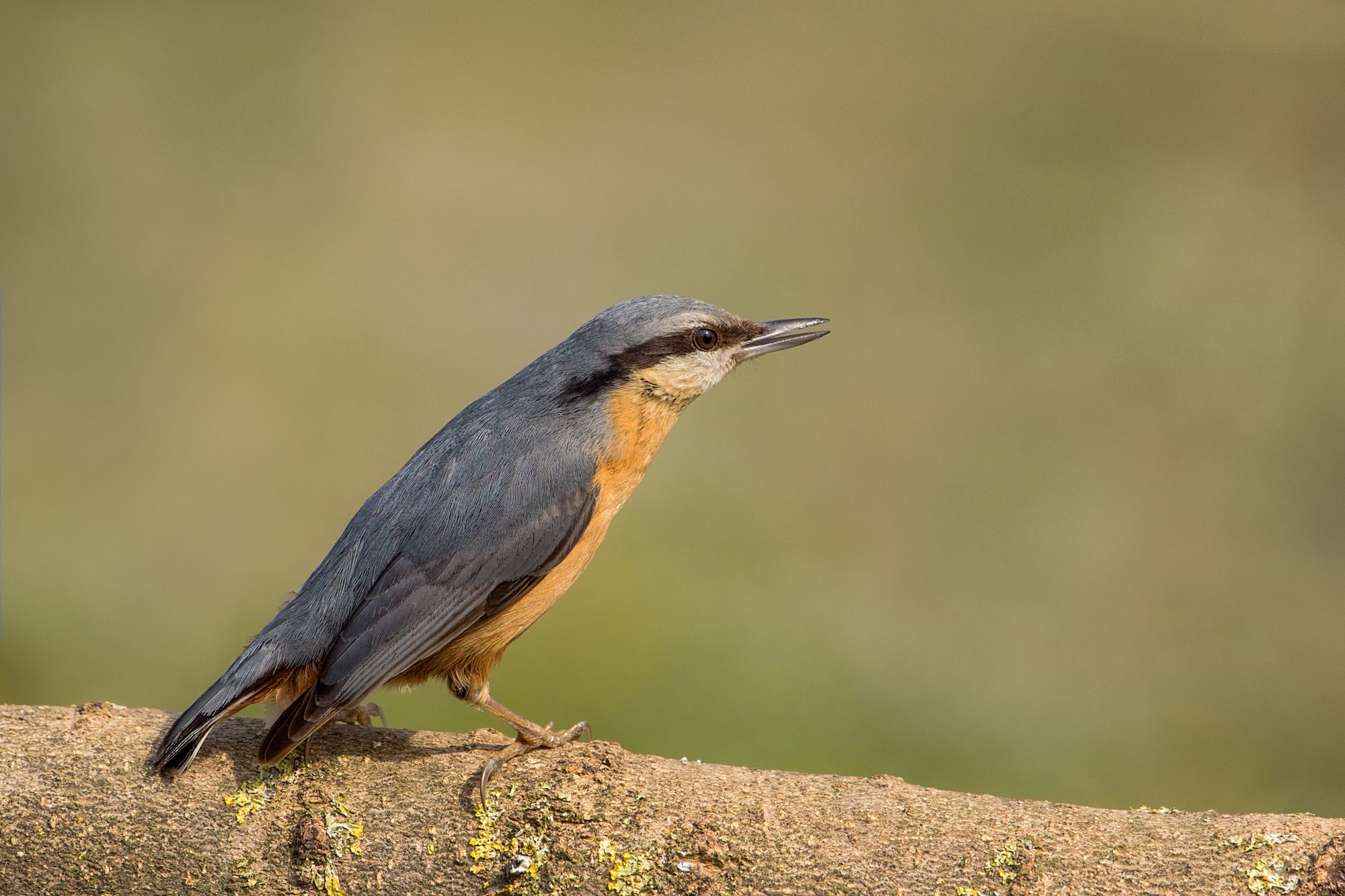 nuthatch angry