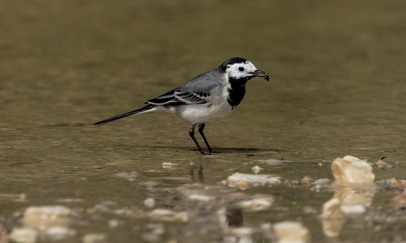 White Wagtail