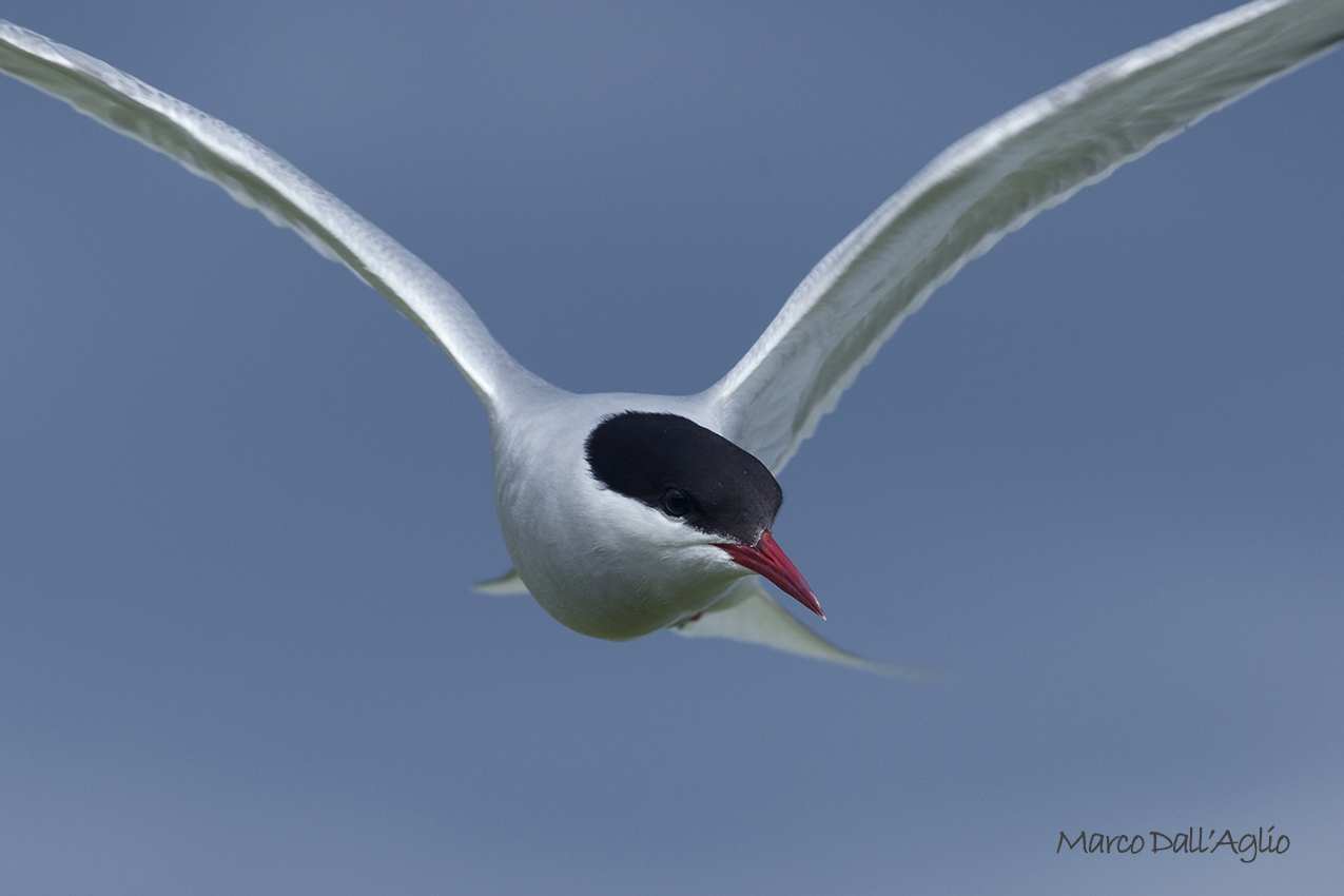 Arctic tern
