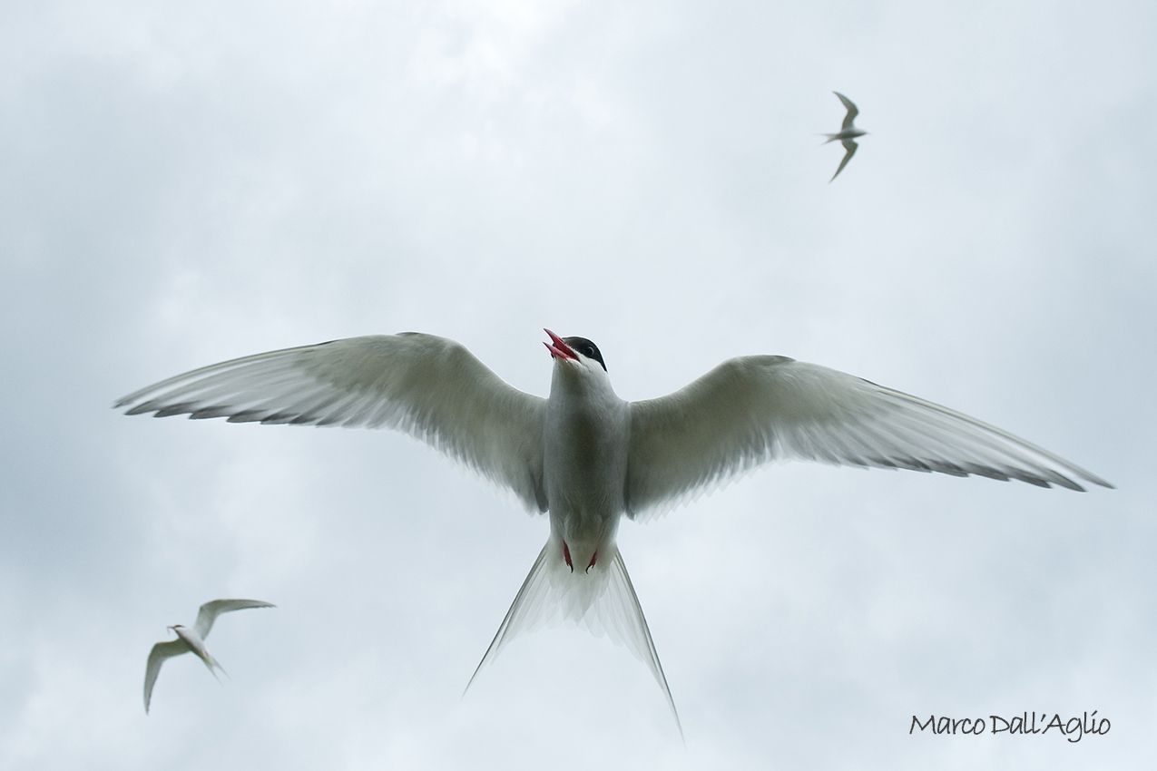 Arctic tern