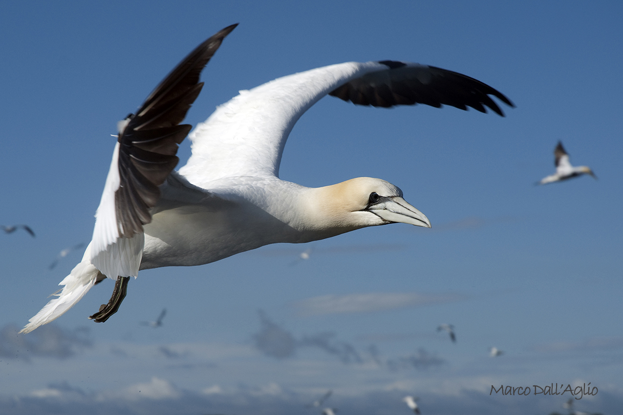 Northern Gannet
