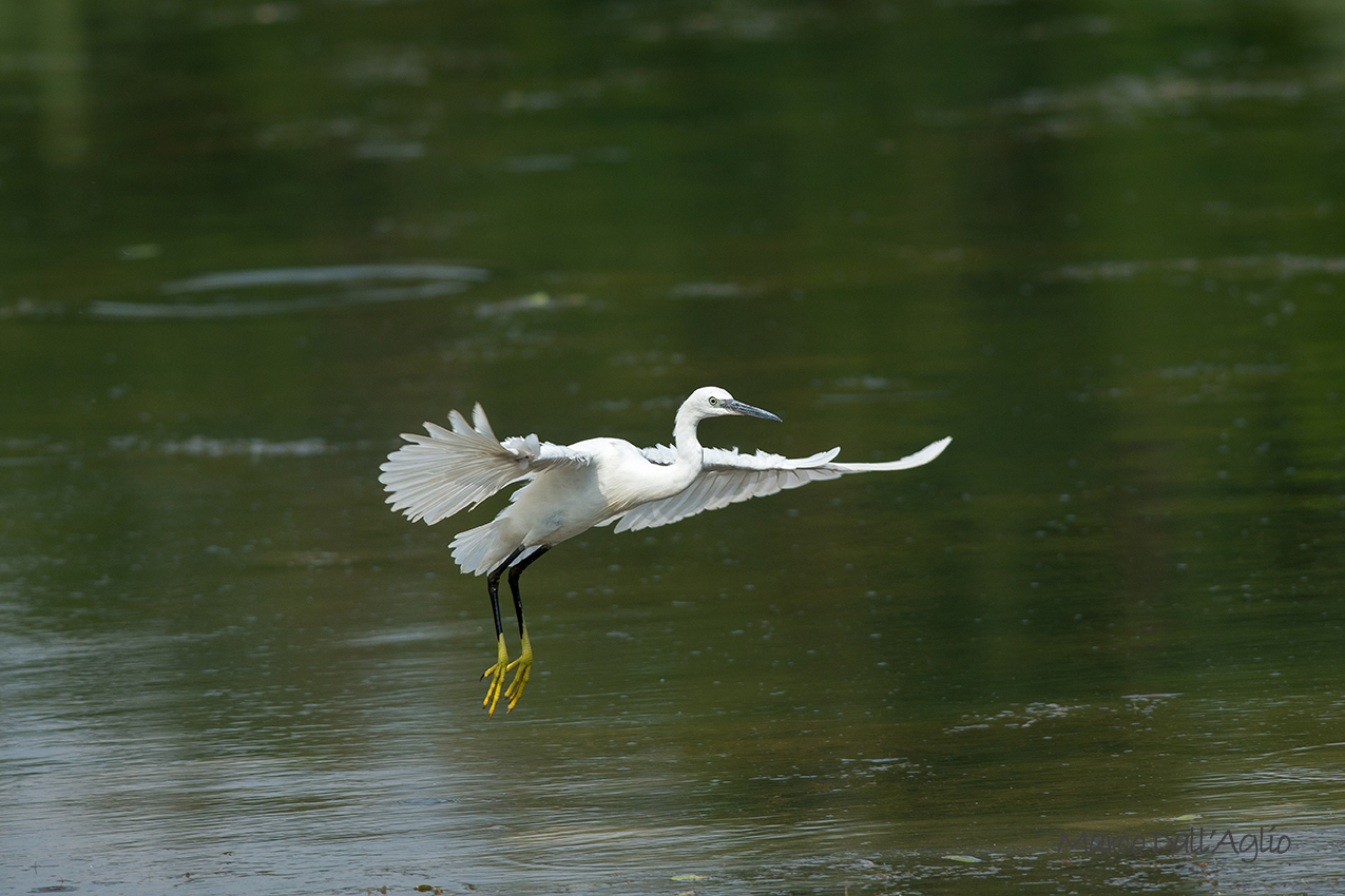 Egret