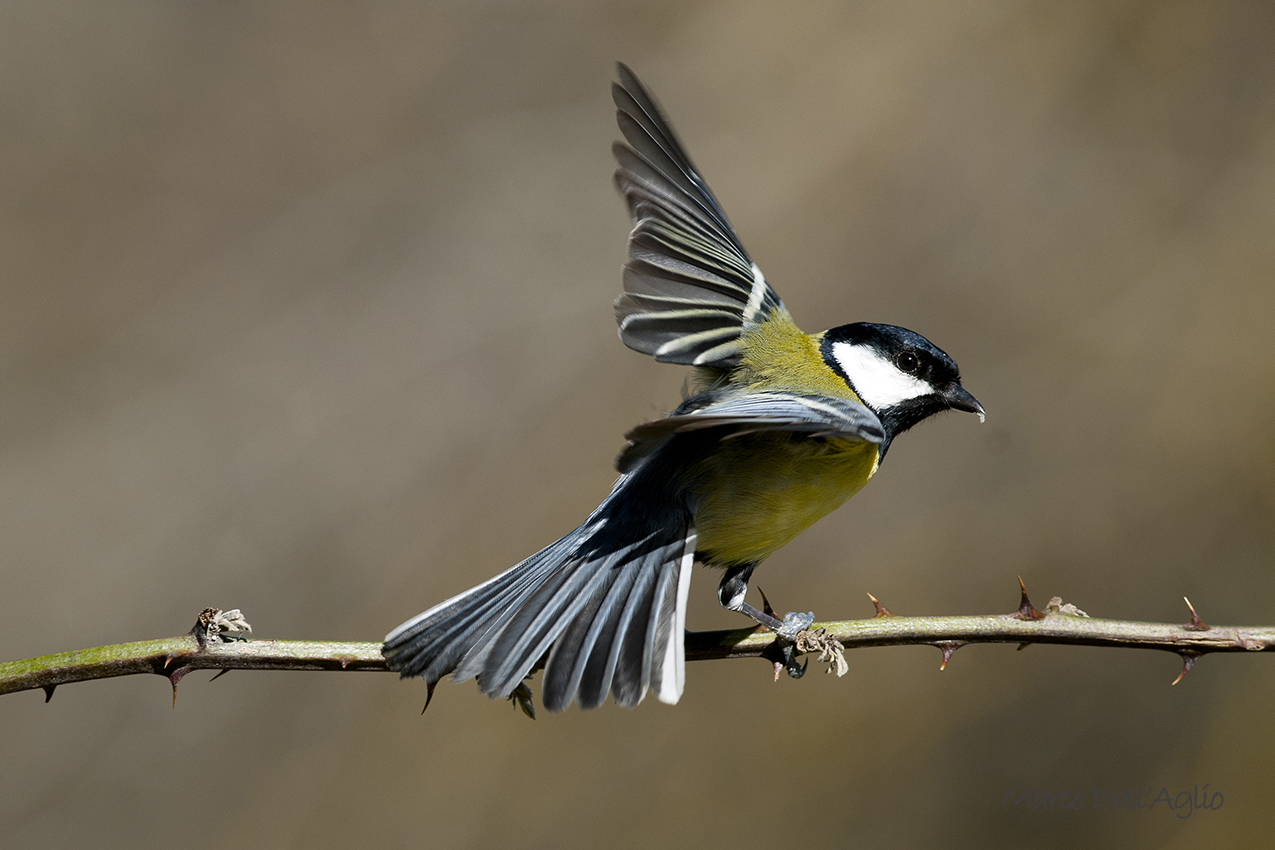 Great Tit