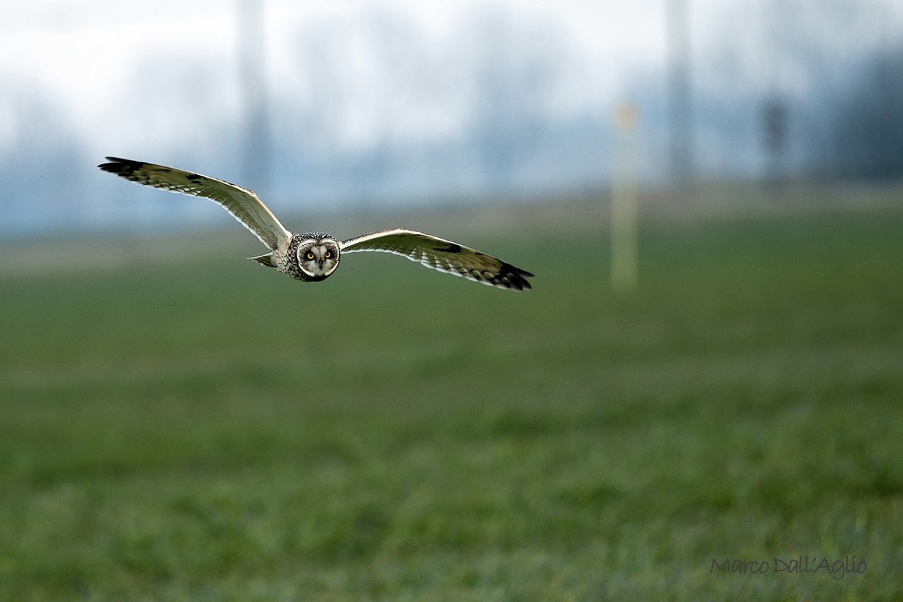 Short-eared Owl