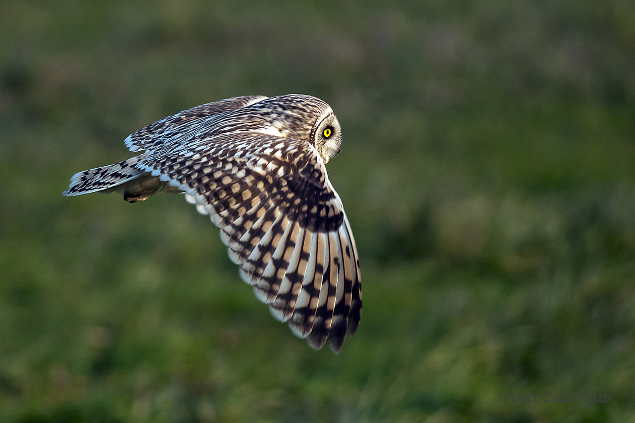 Short-eared Owl