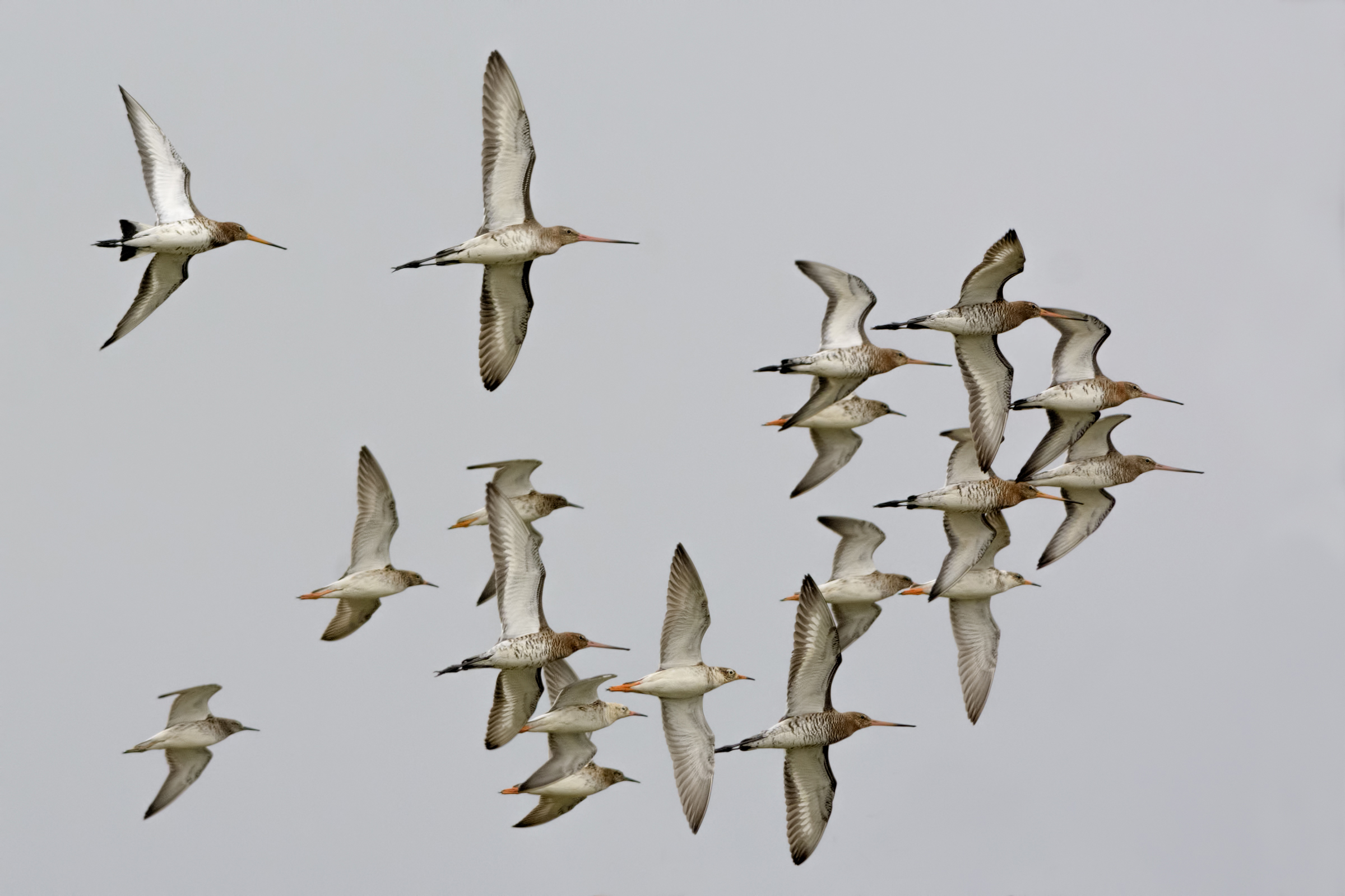 Godwits and fighters
