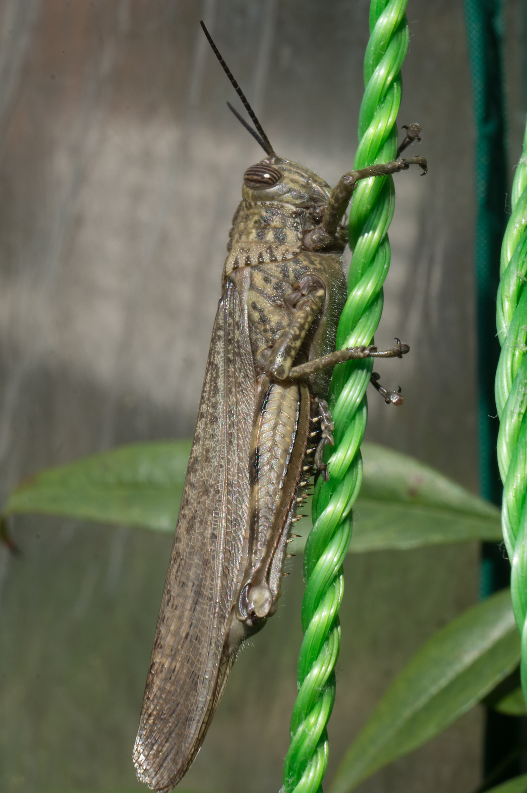 Suspended by a thread 1