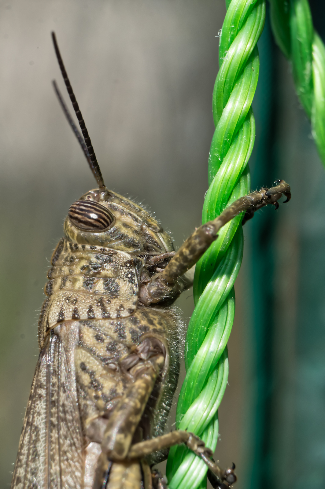 Suspended by a thread 2