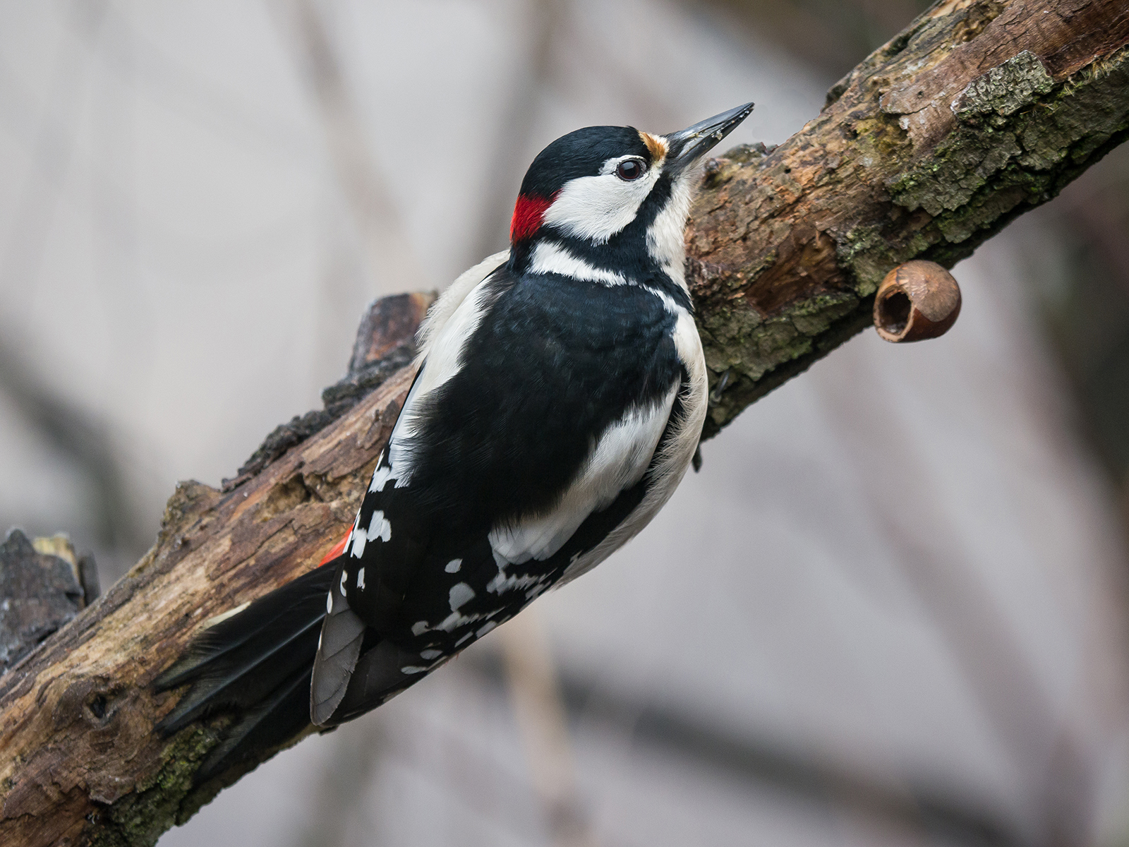 Woodpecker diagonally