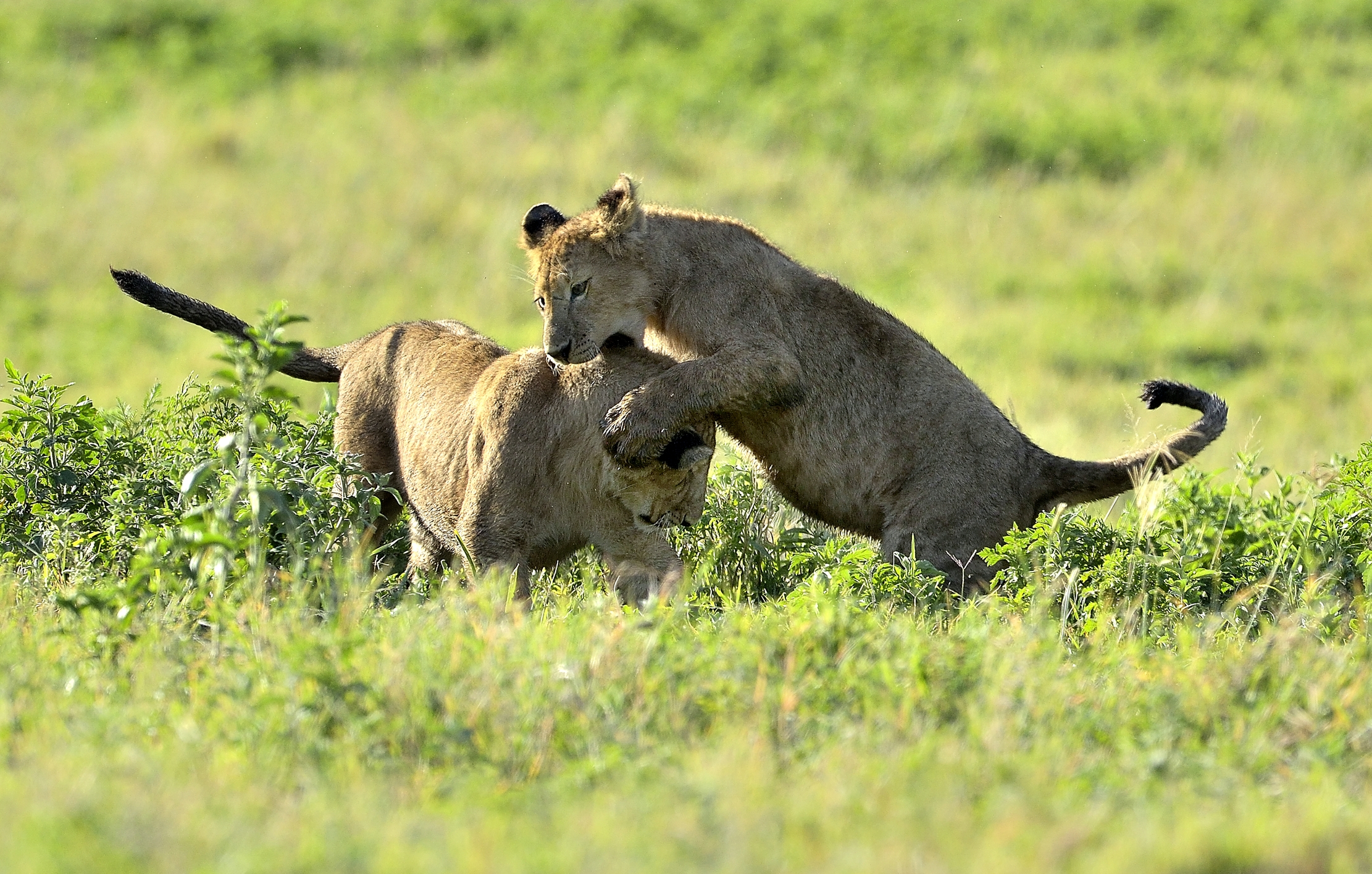 Tanzania 2015 - Giochi