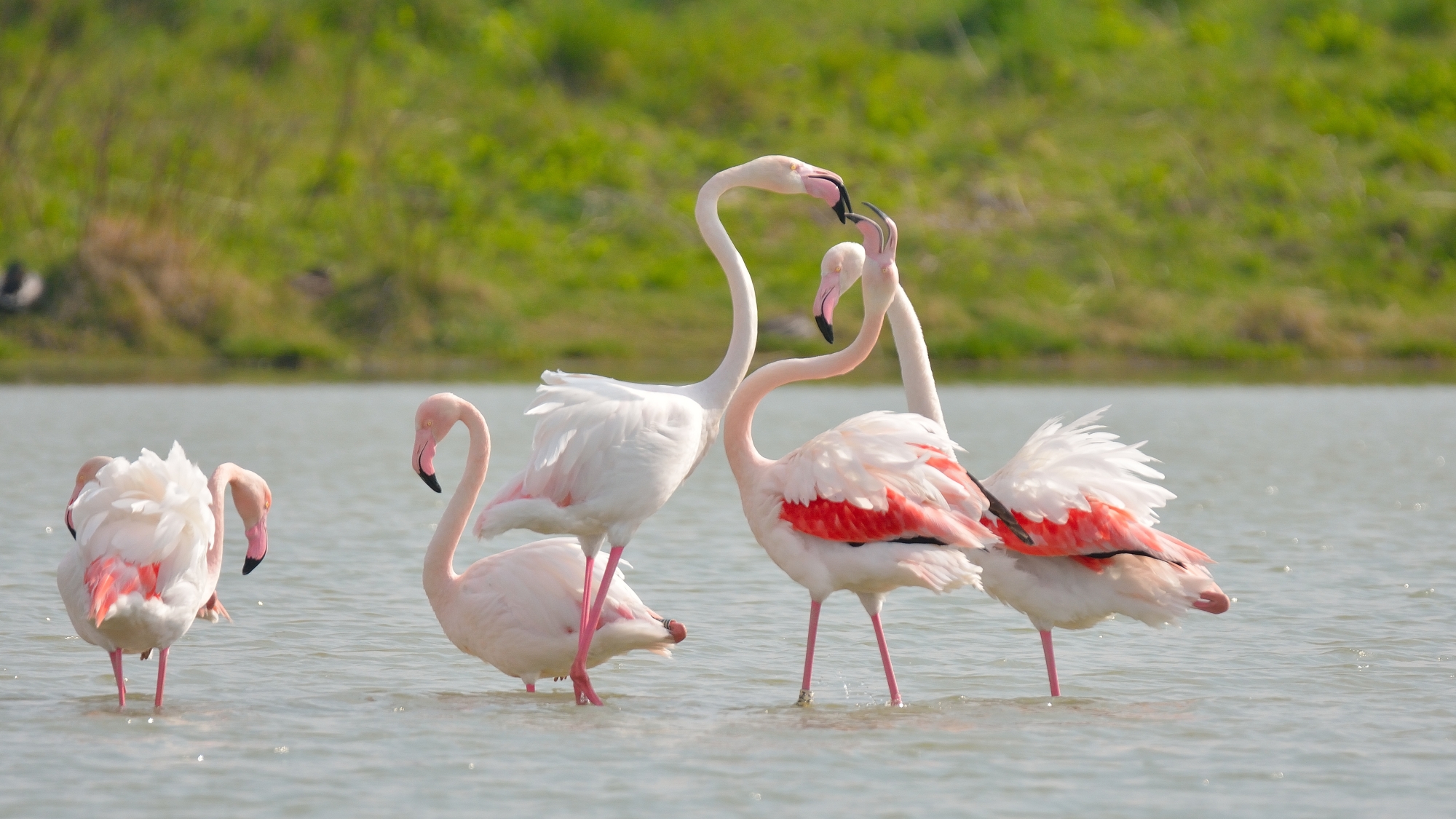 Pink flamingos ...