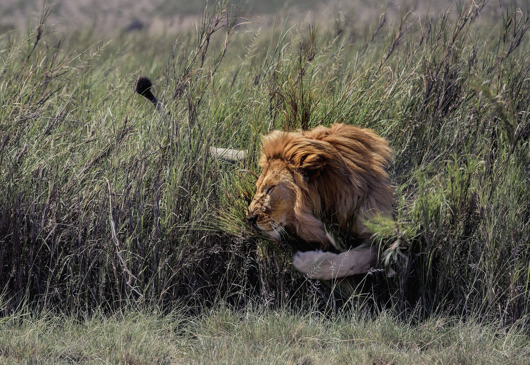 Tanzania 2015 - Tra l'erba