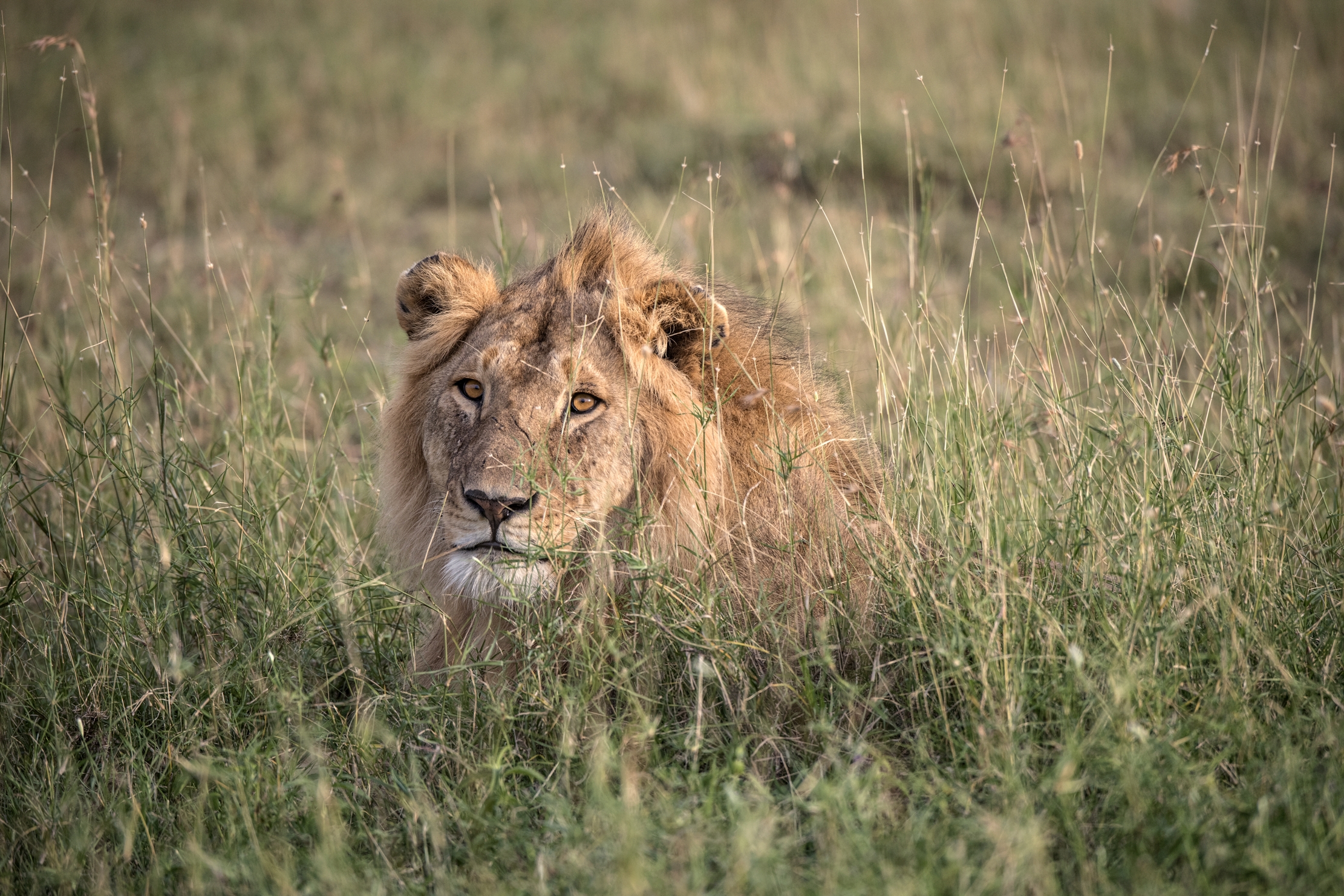 Tanzania 2015 - Nell'erba della savana