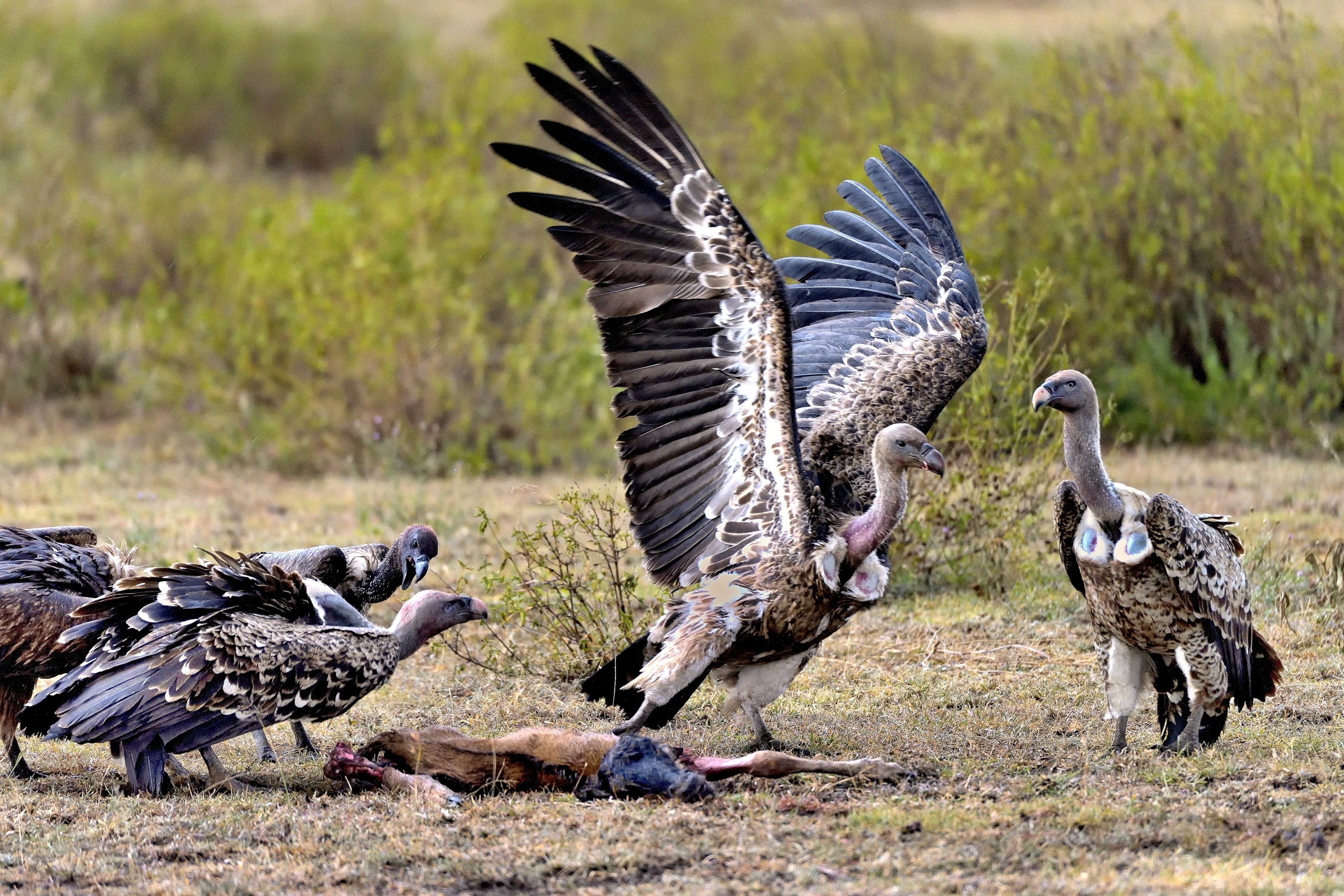 Tanzania 2015 - Contesa tra avvoltoi