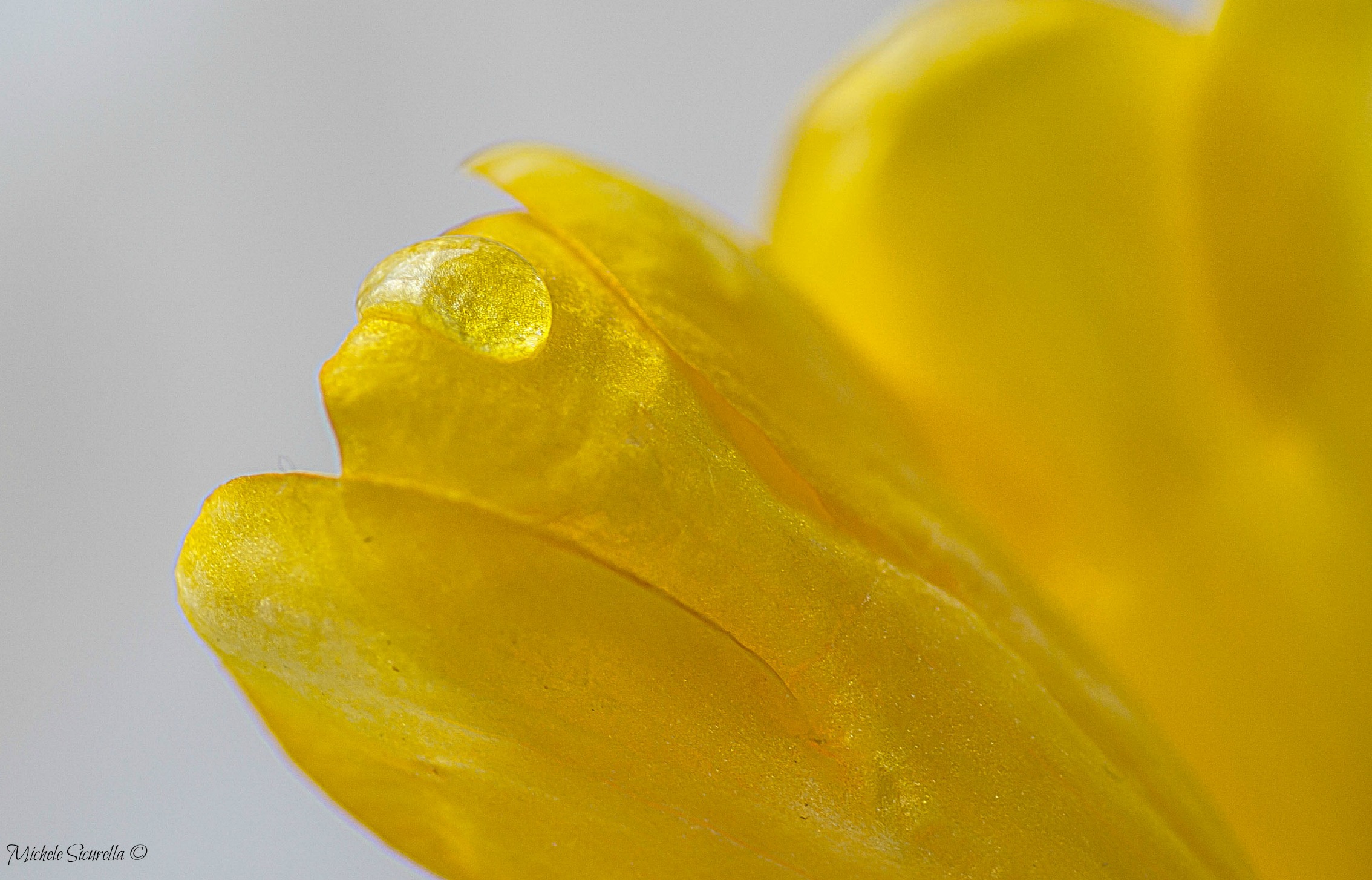 Goccia su Fiore Giallo