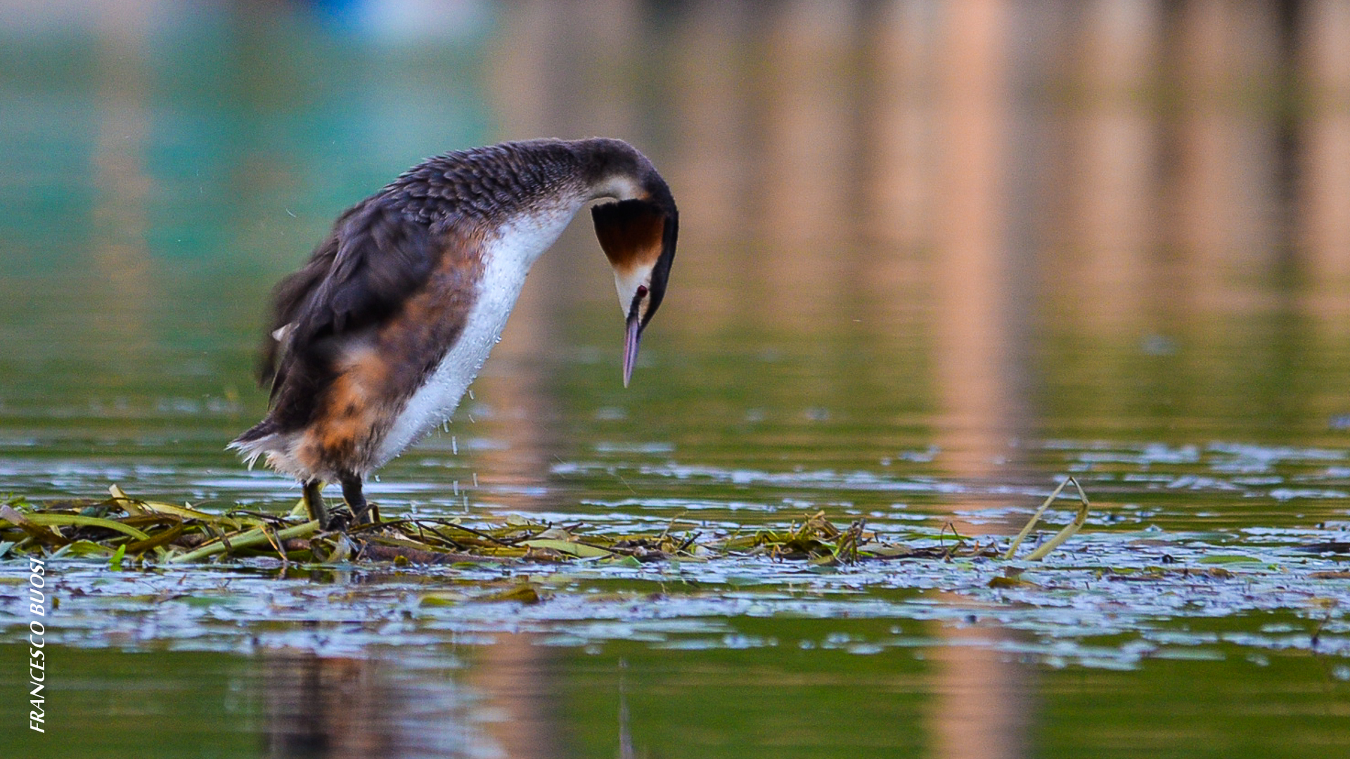 waiting for the male