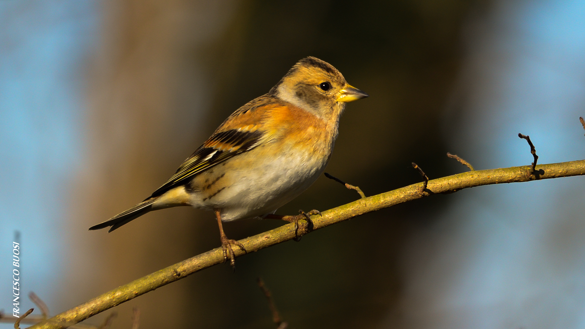 brambling the shed