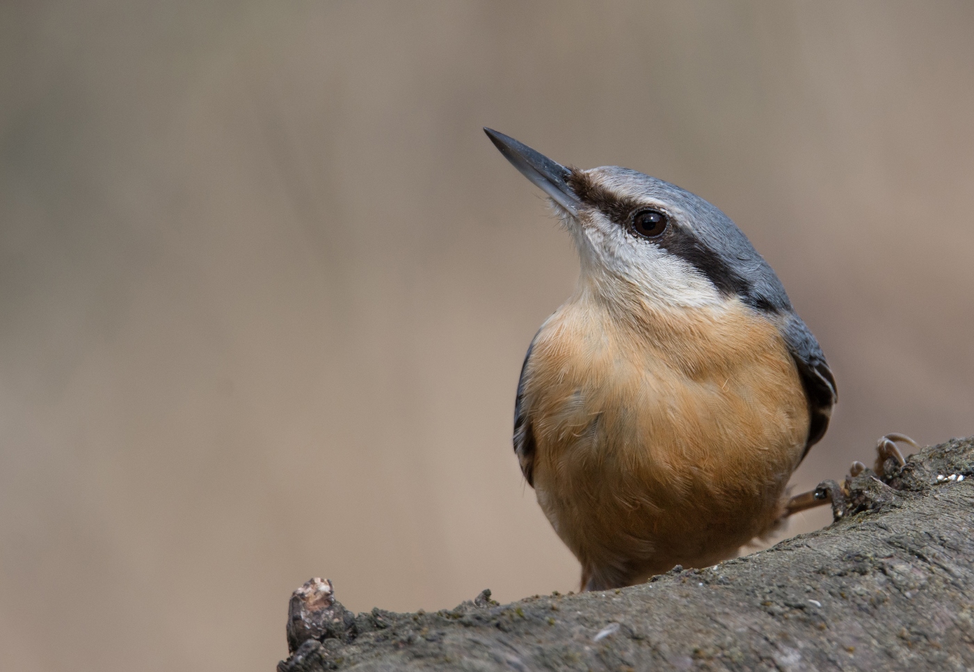 Nuthatch