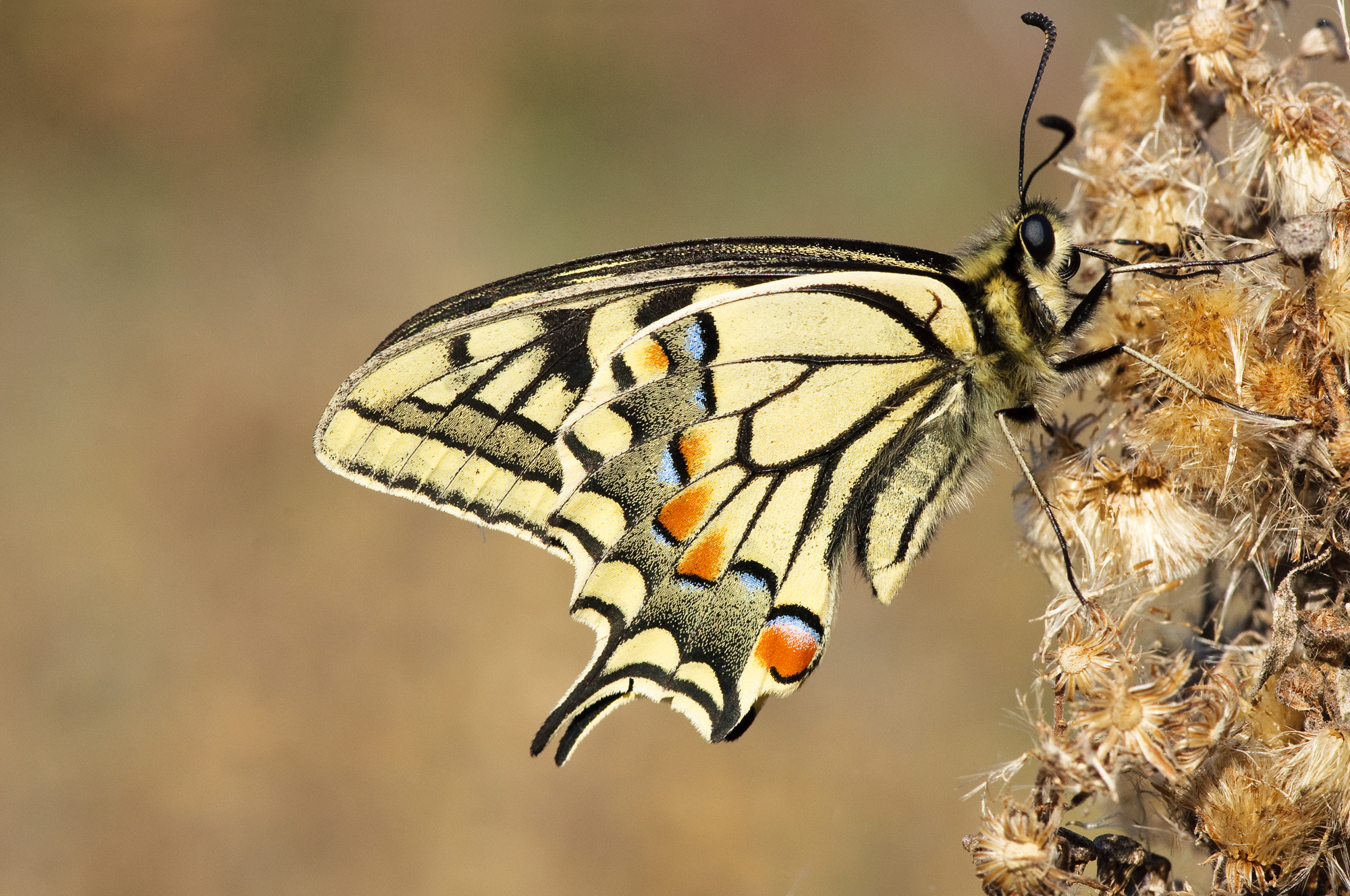 Papilio machaon looks Room
