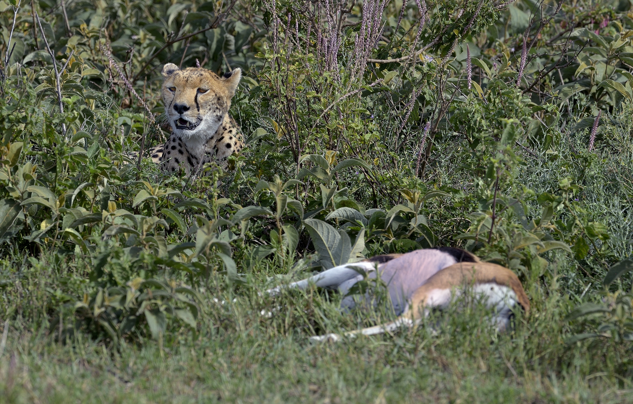 Tanzania in 2015 - with prey