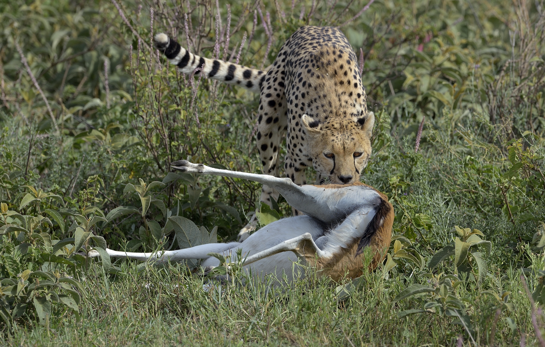 Tanzania 2015 - pulls the prey