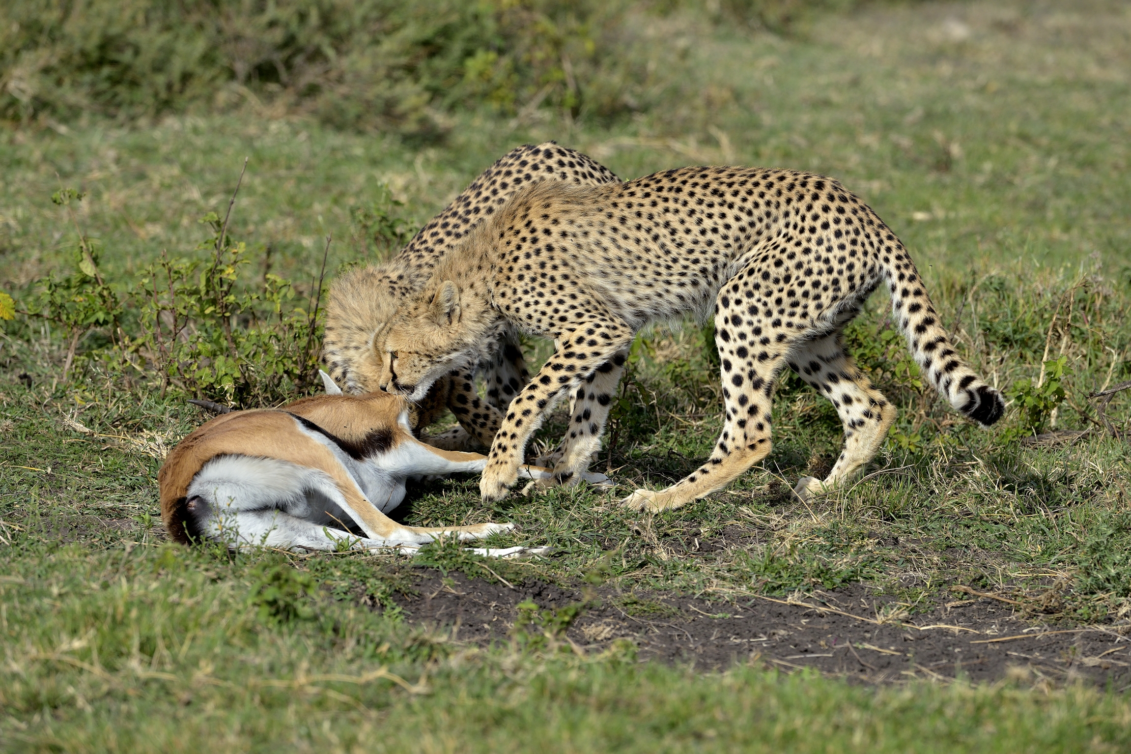 Tanzania 2015 - pulls the prey