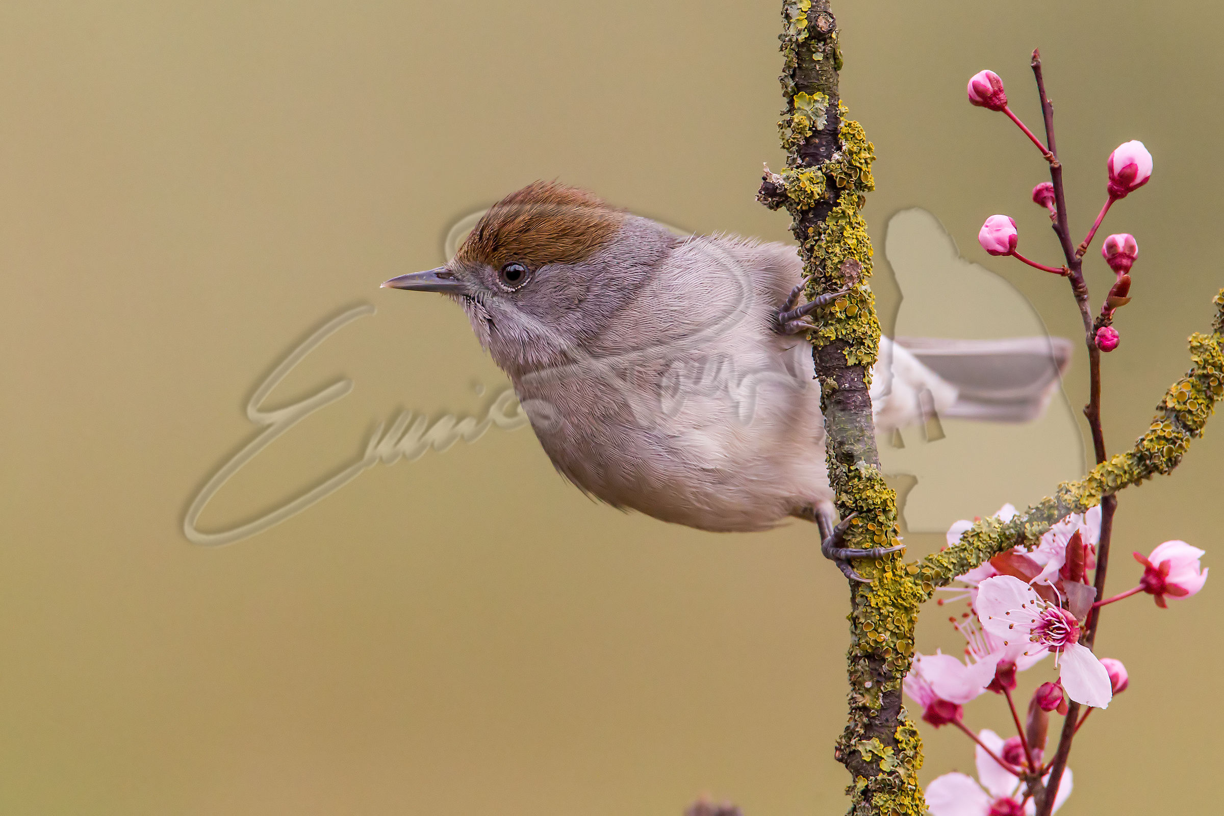 Blackcap