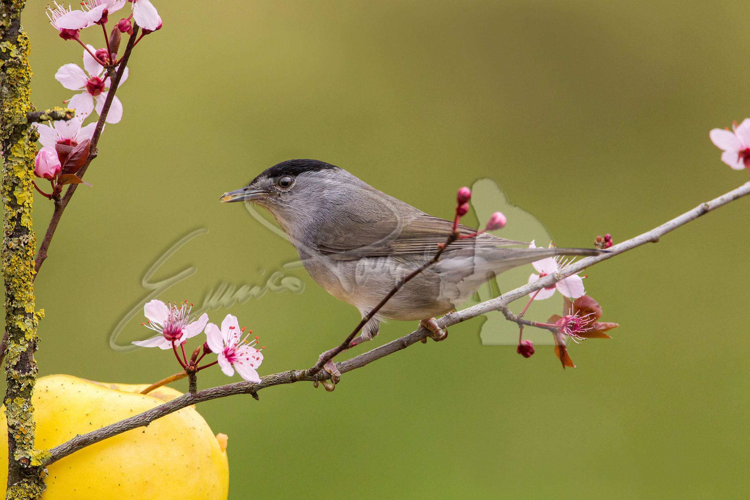Blackcap