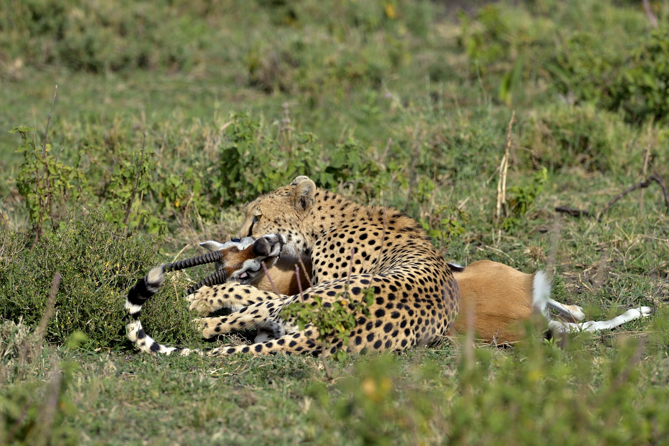 Tanzania 2015 - Finish it