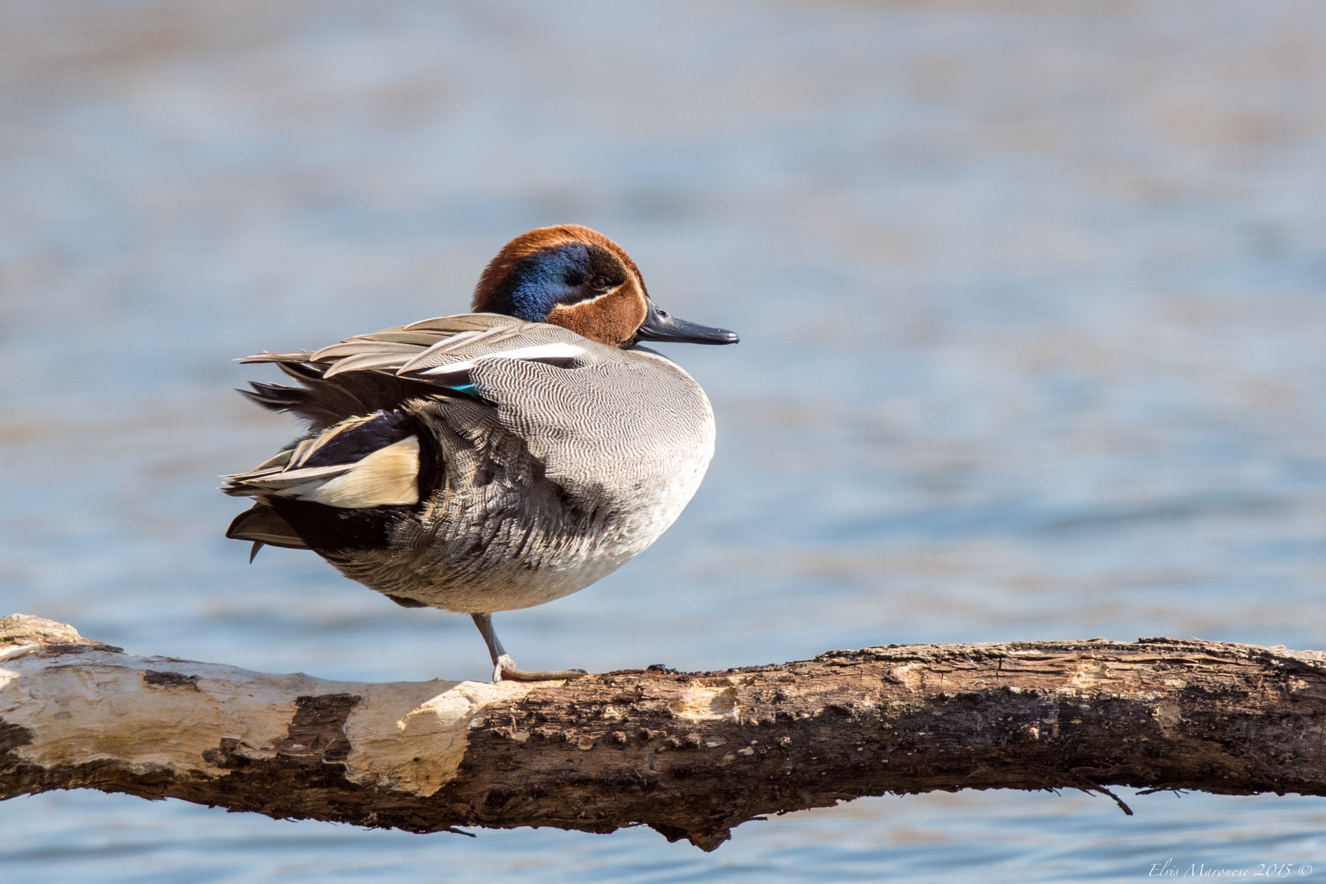 Alzavola Equilibrista