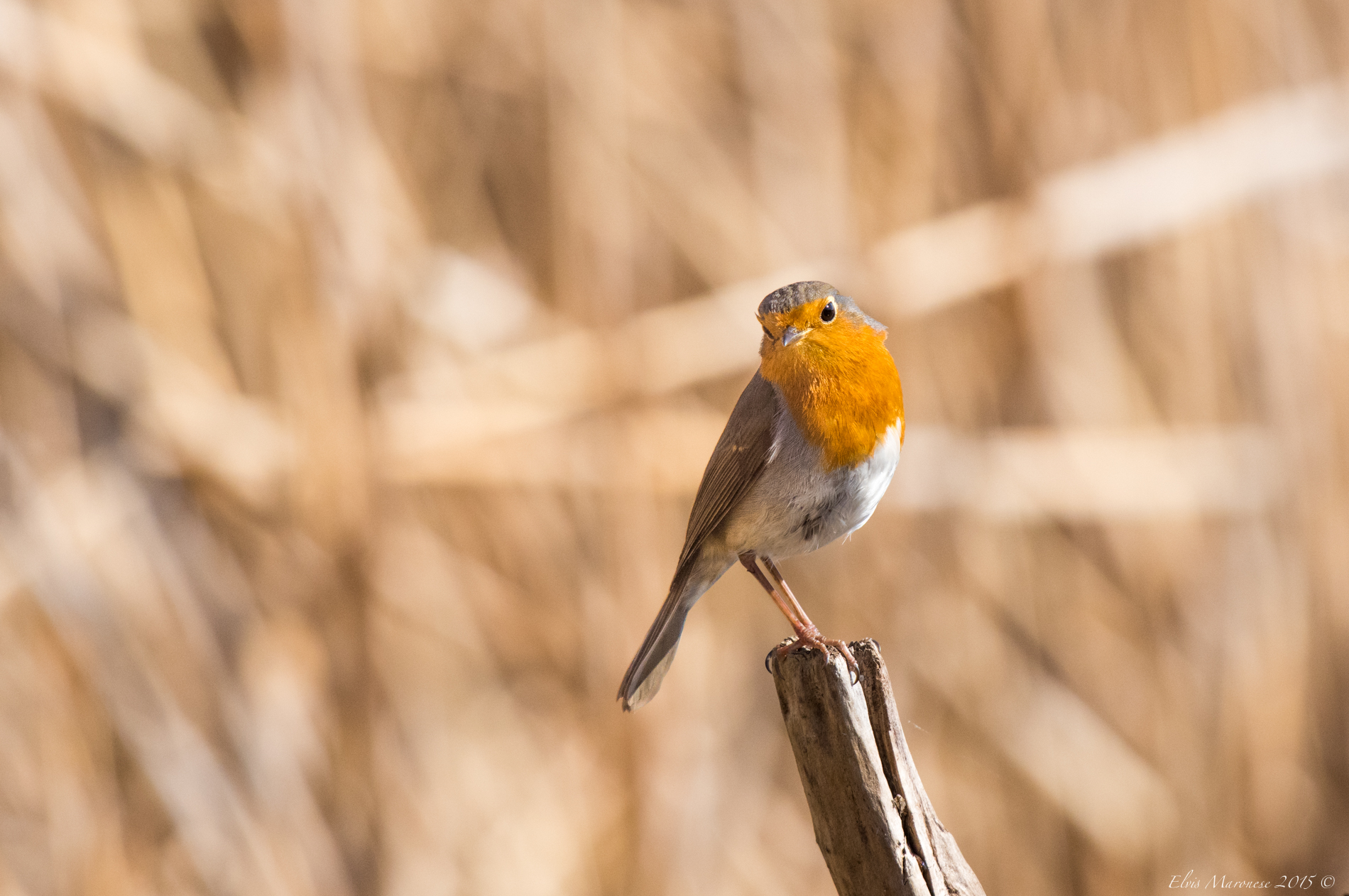 cosa hai da guardare???