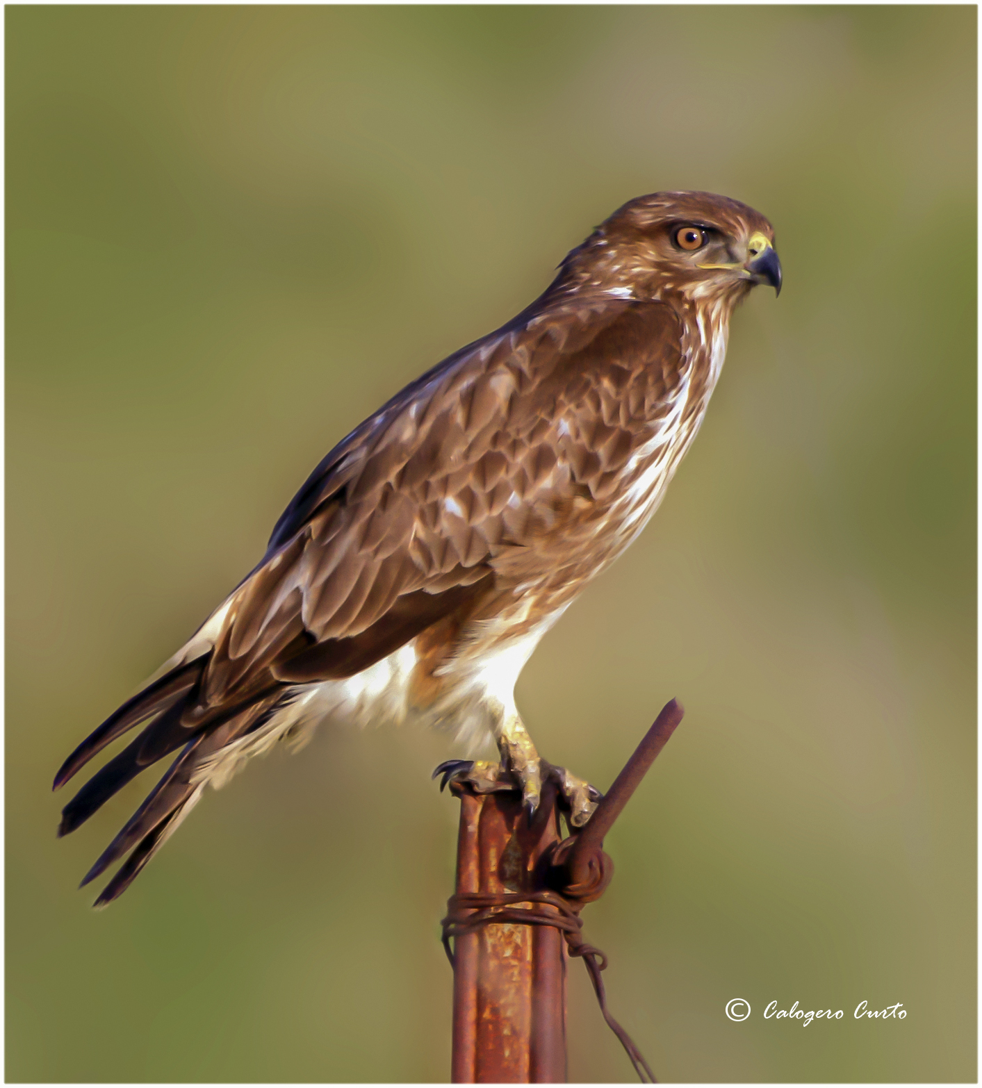 Buzzard