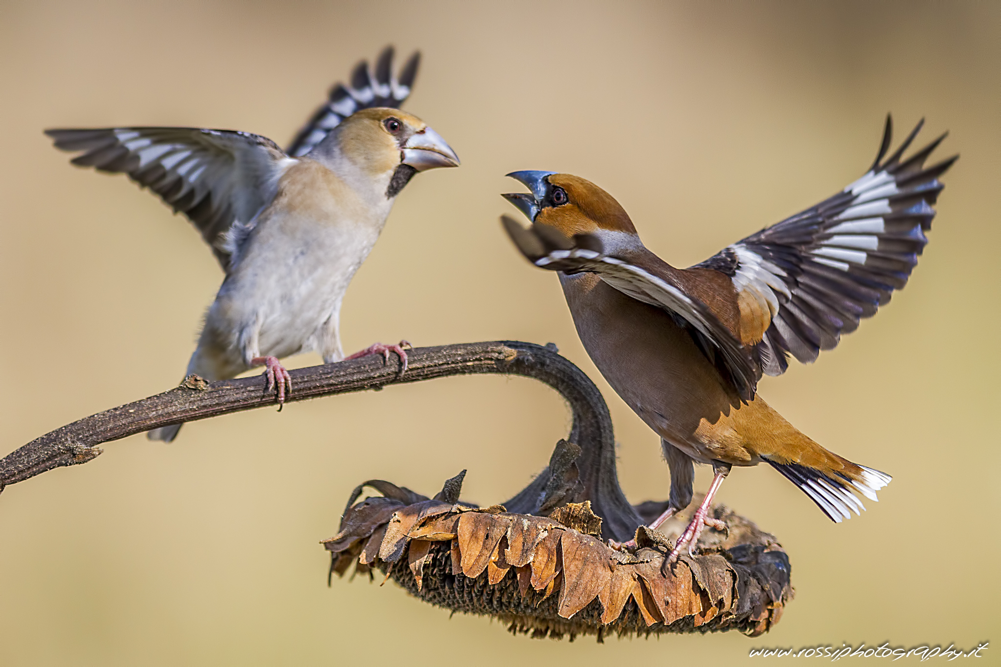 Battibecchi fra Frosone Maschio e Femmina