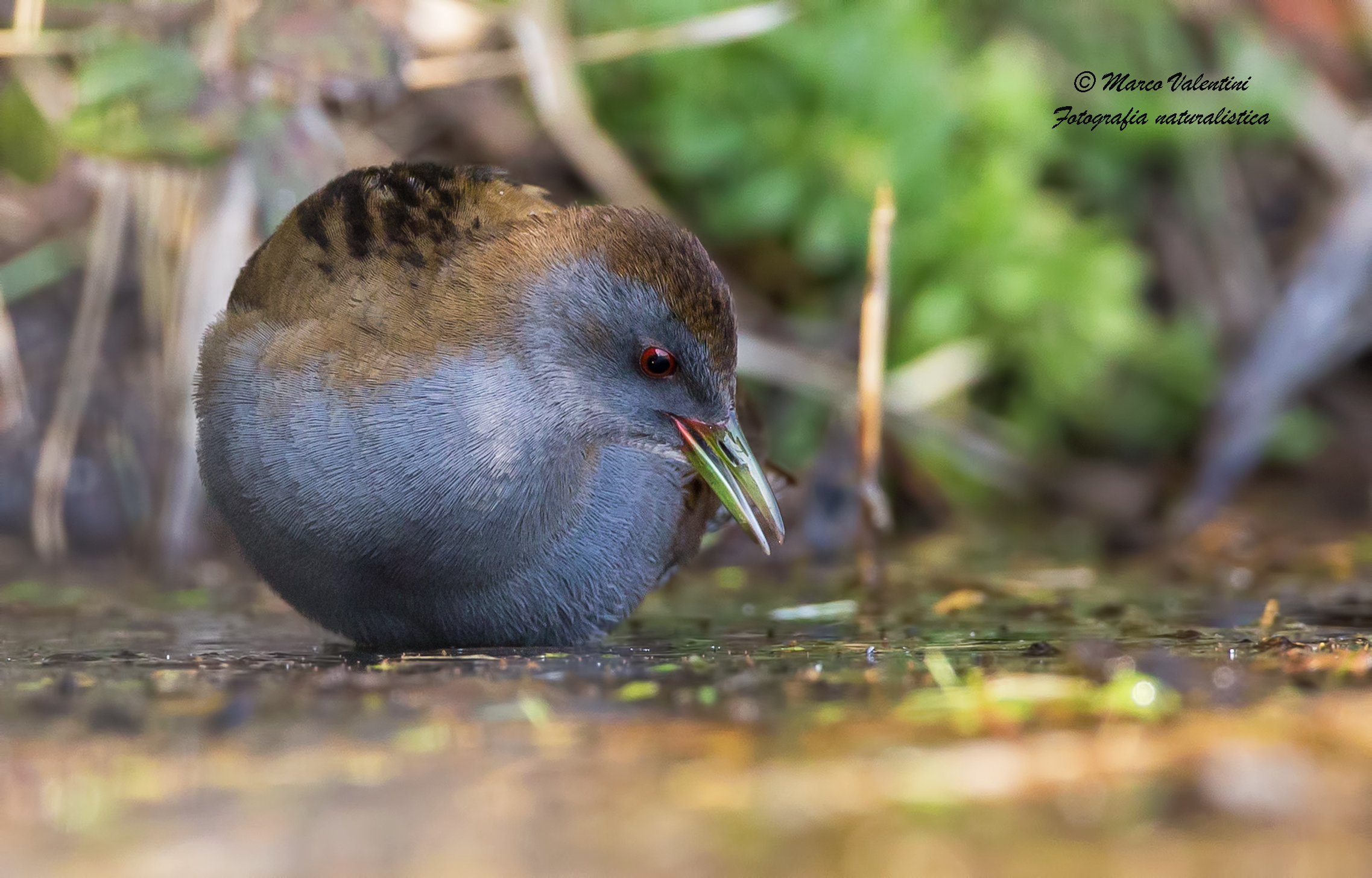 Crake close-up