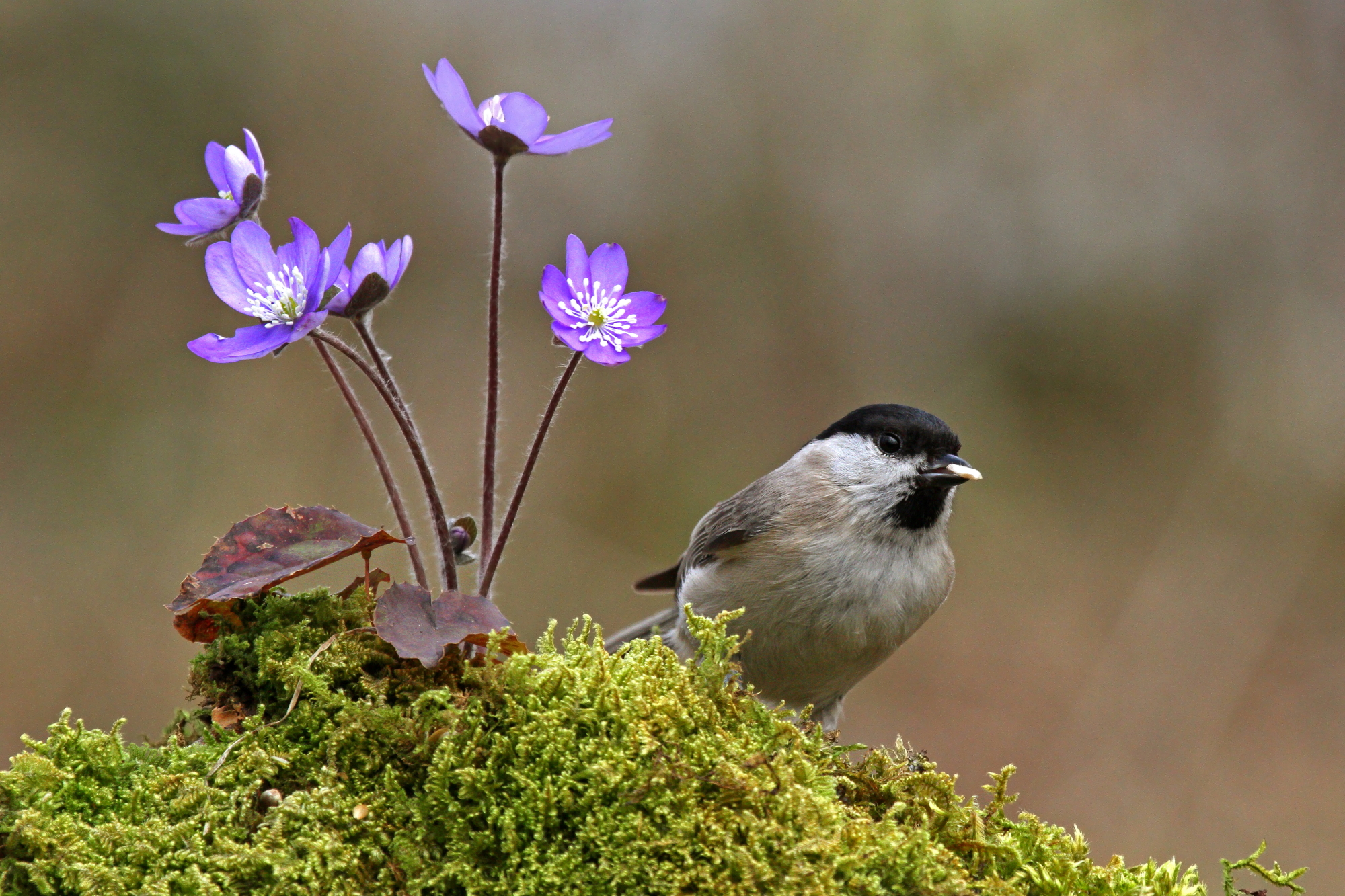 Tit spring