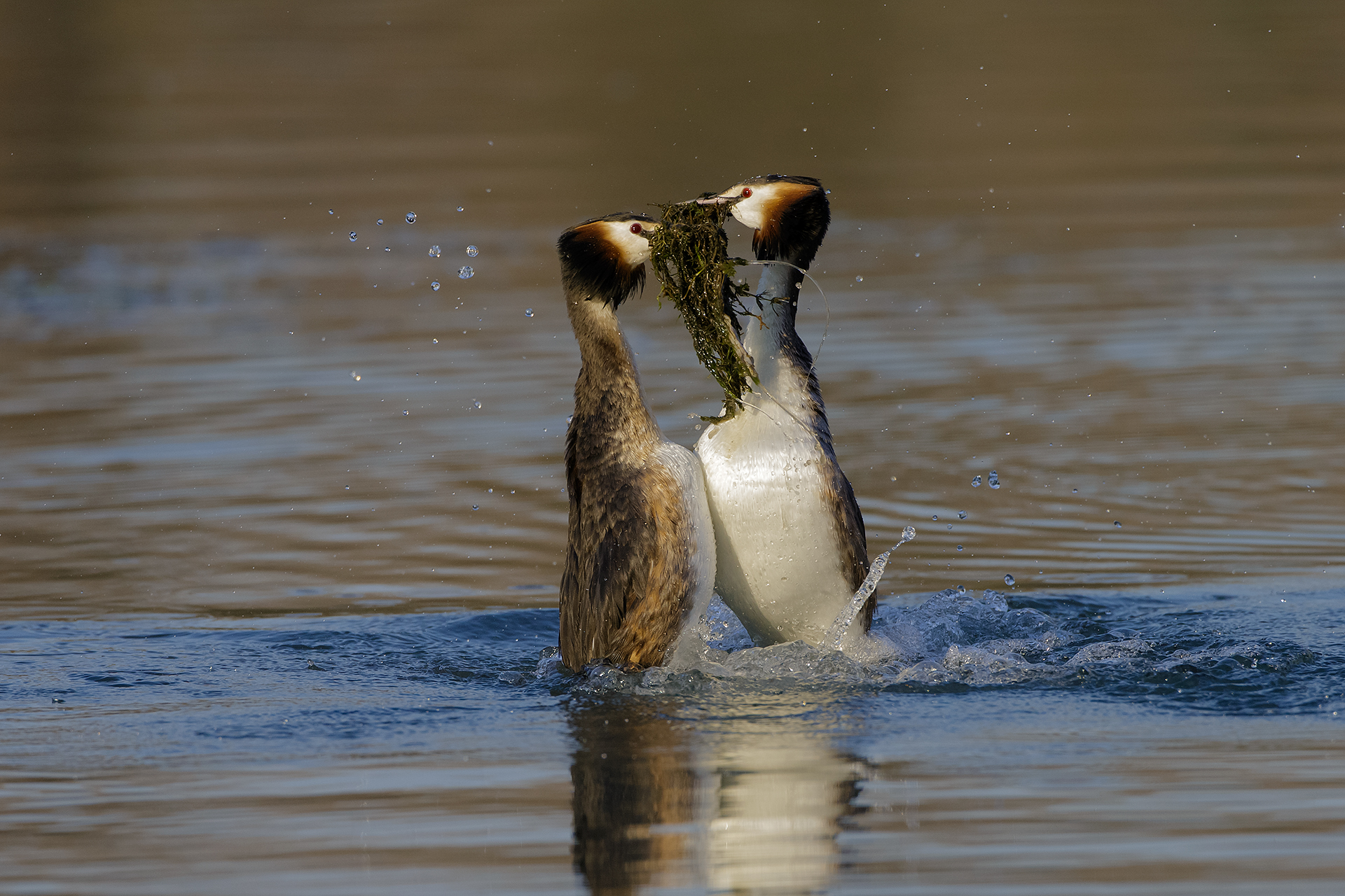 Dance of grebes