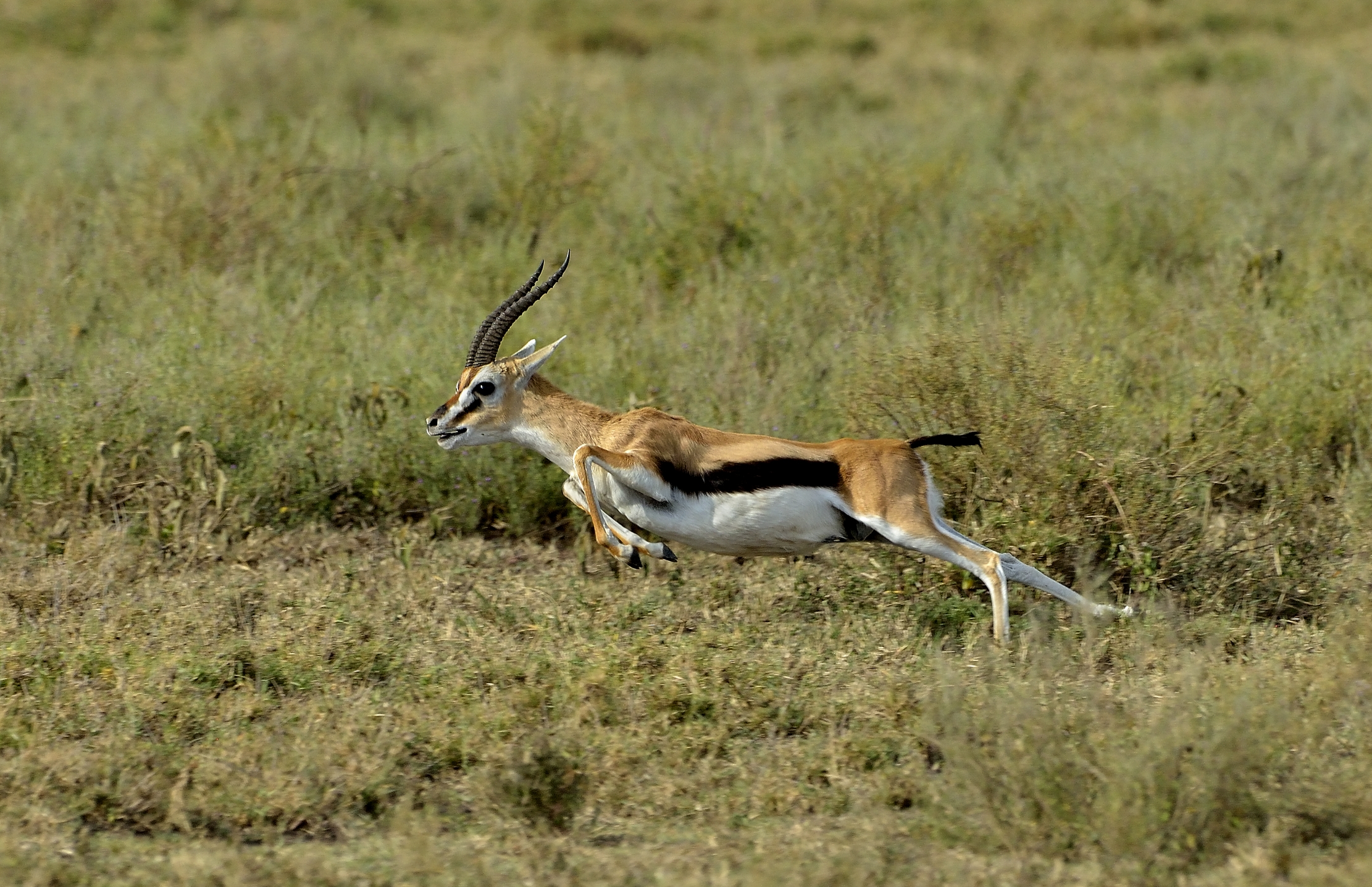 Tanzania 2015 - The prey