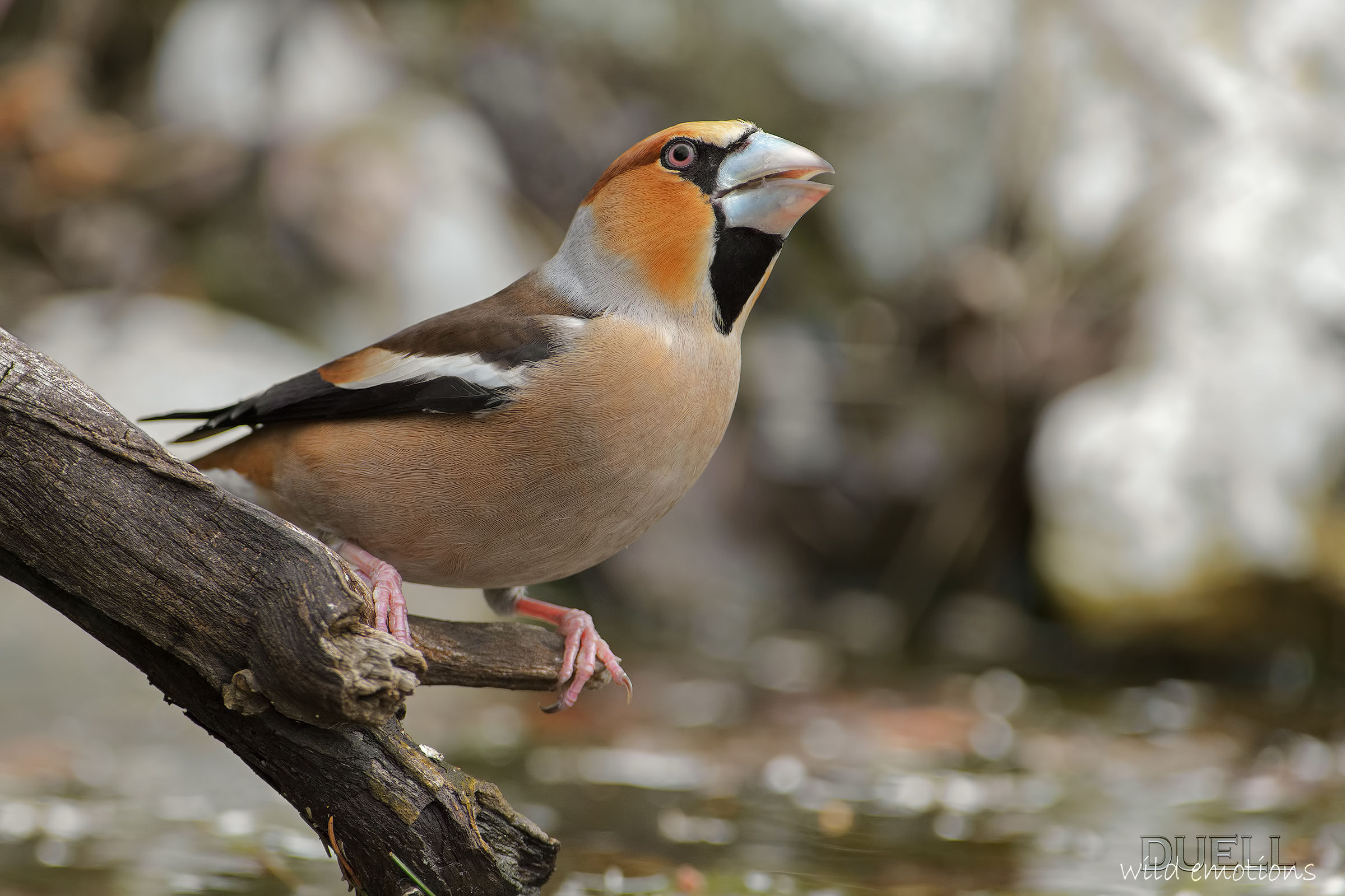 ritrattone alla pozza