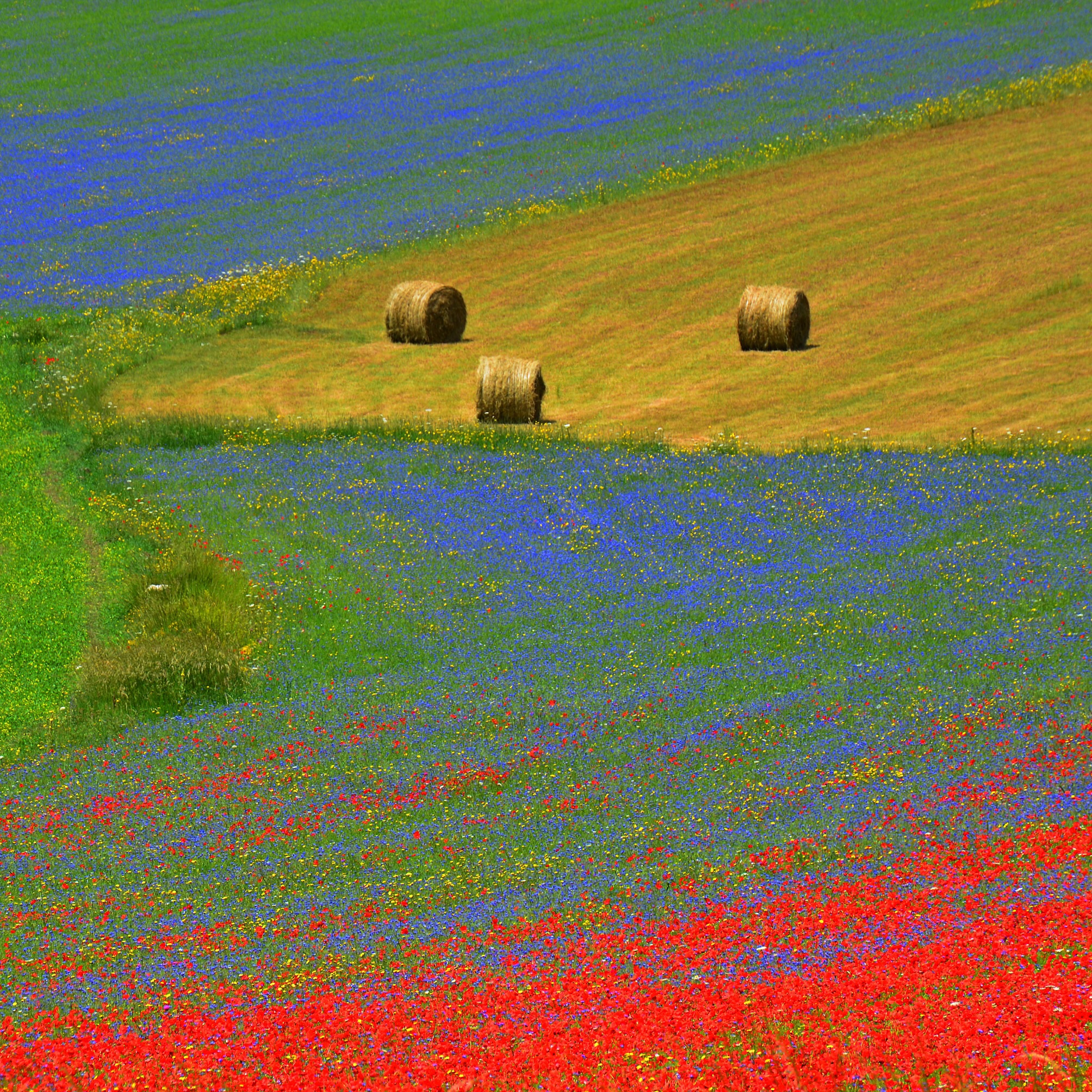 Papaveri e fiordalisi a Castelluccio di Norcia.