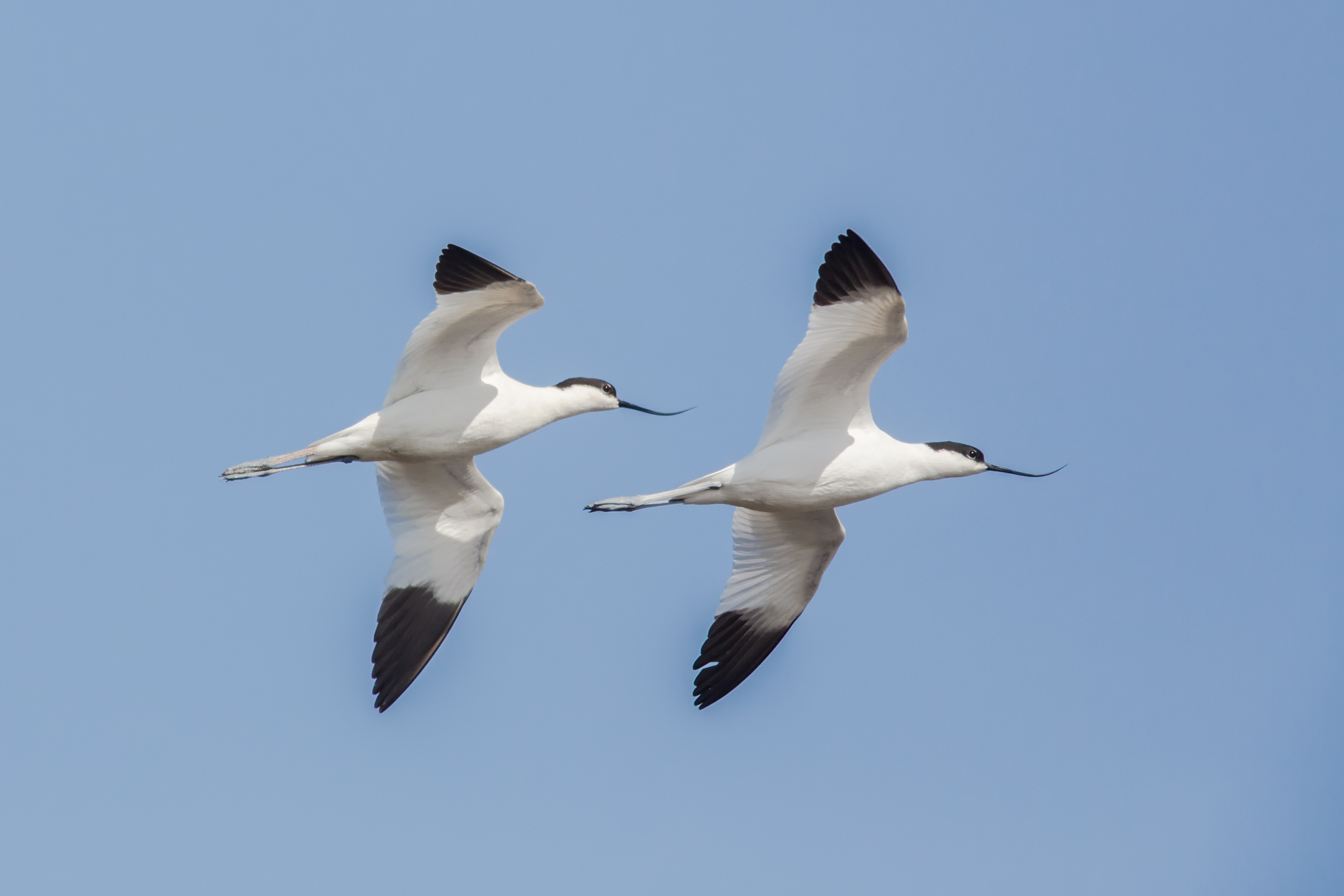 The flight of Avocette