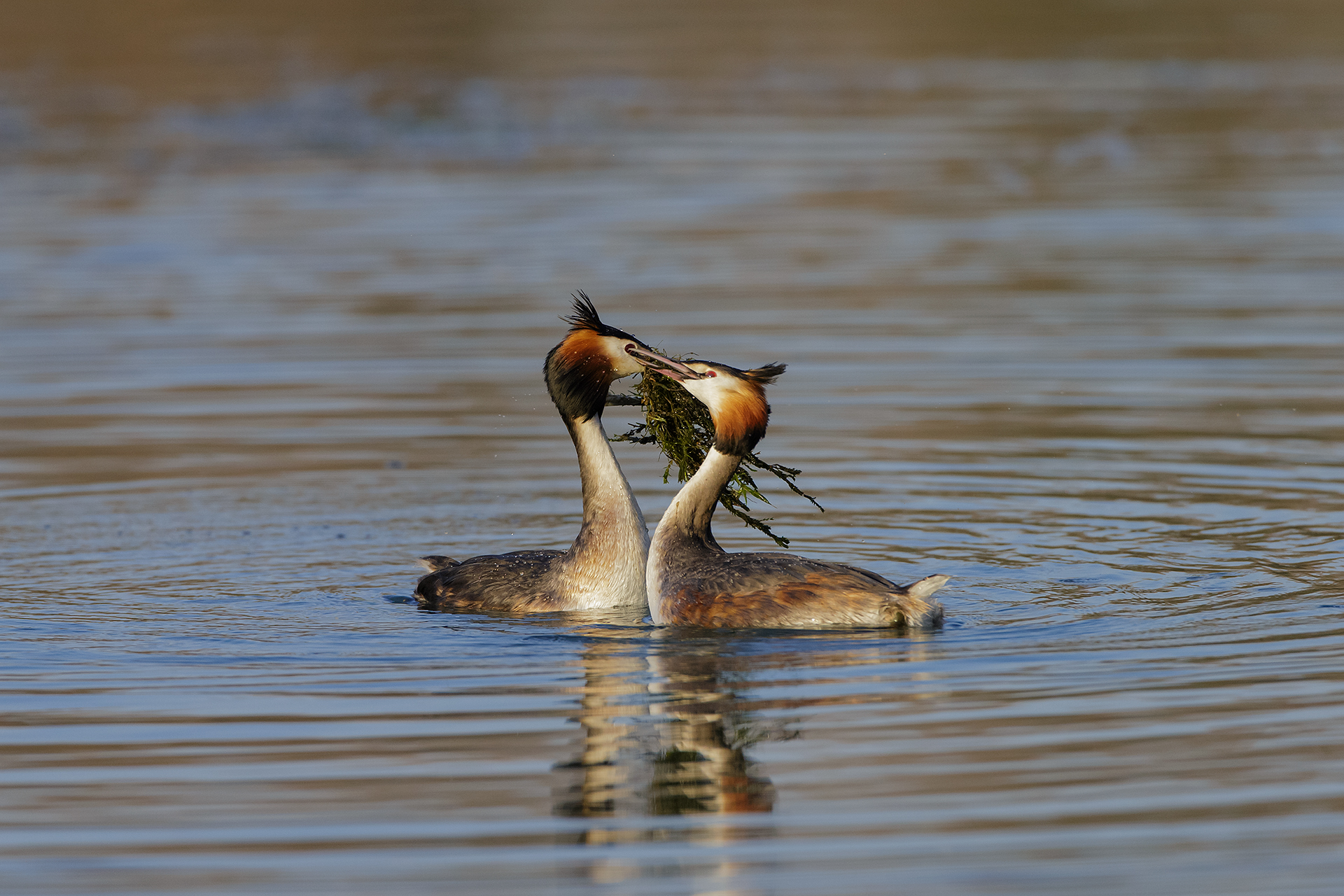 Dance of grebes