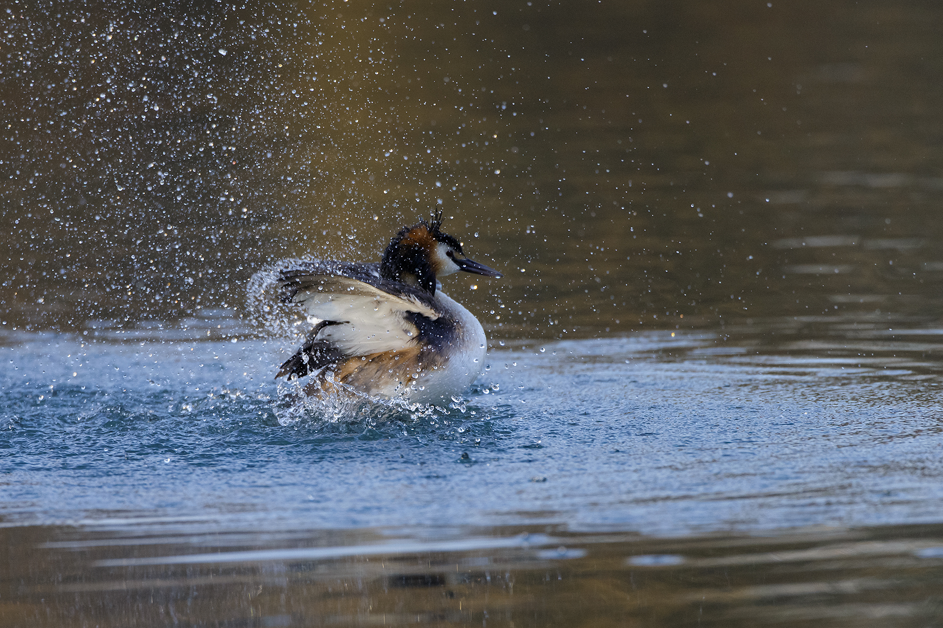 Great Crested Grebe