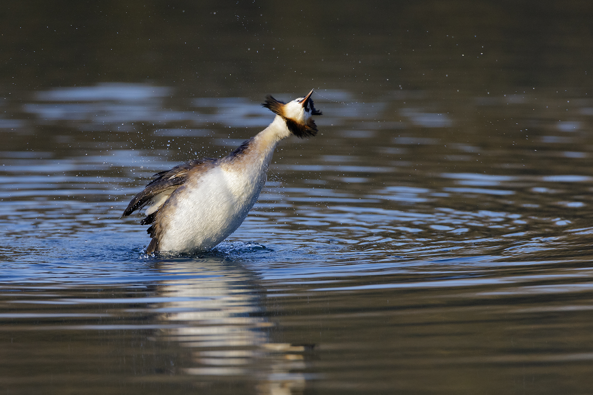 Great Crested Grebe